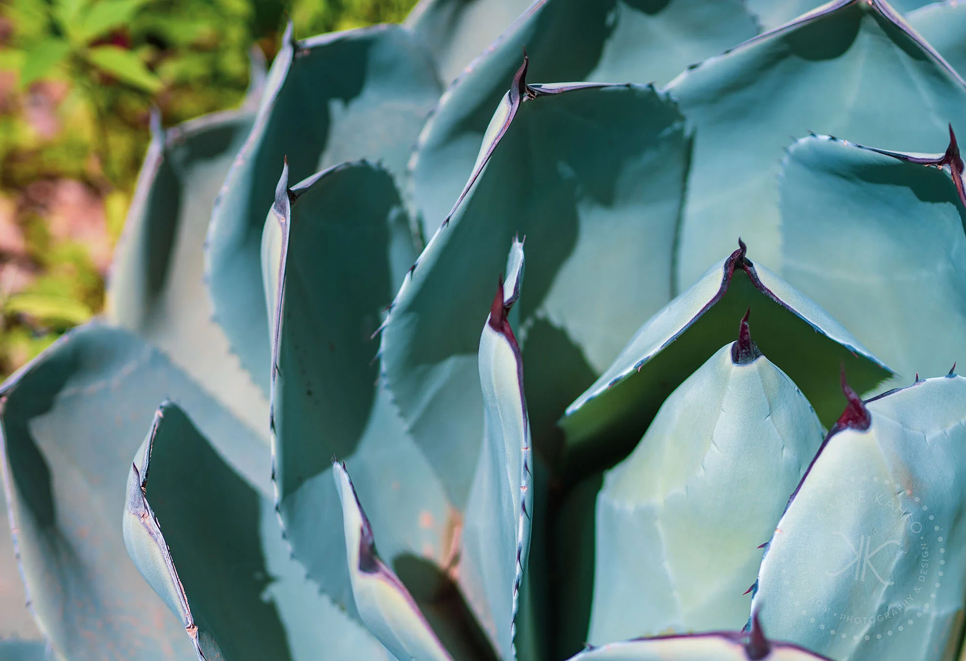 az-botanical-5110341