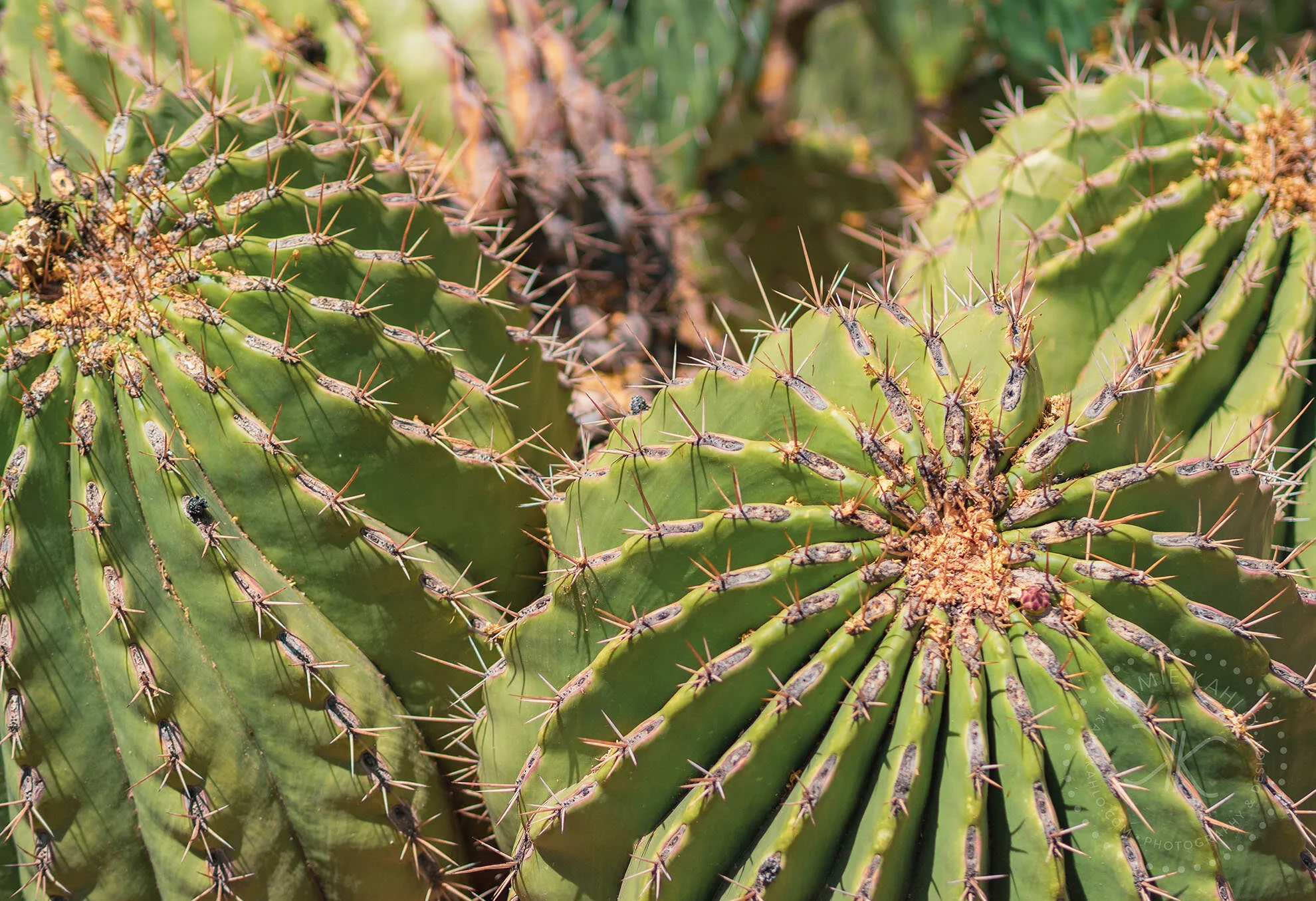 az-botanical-5110479