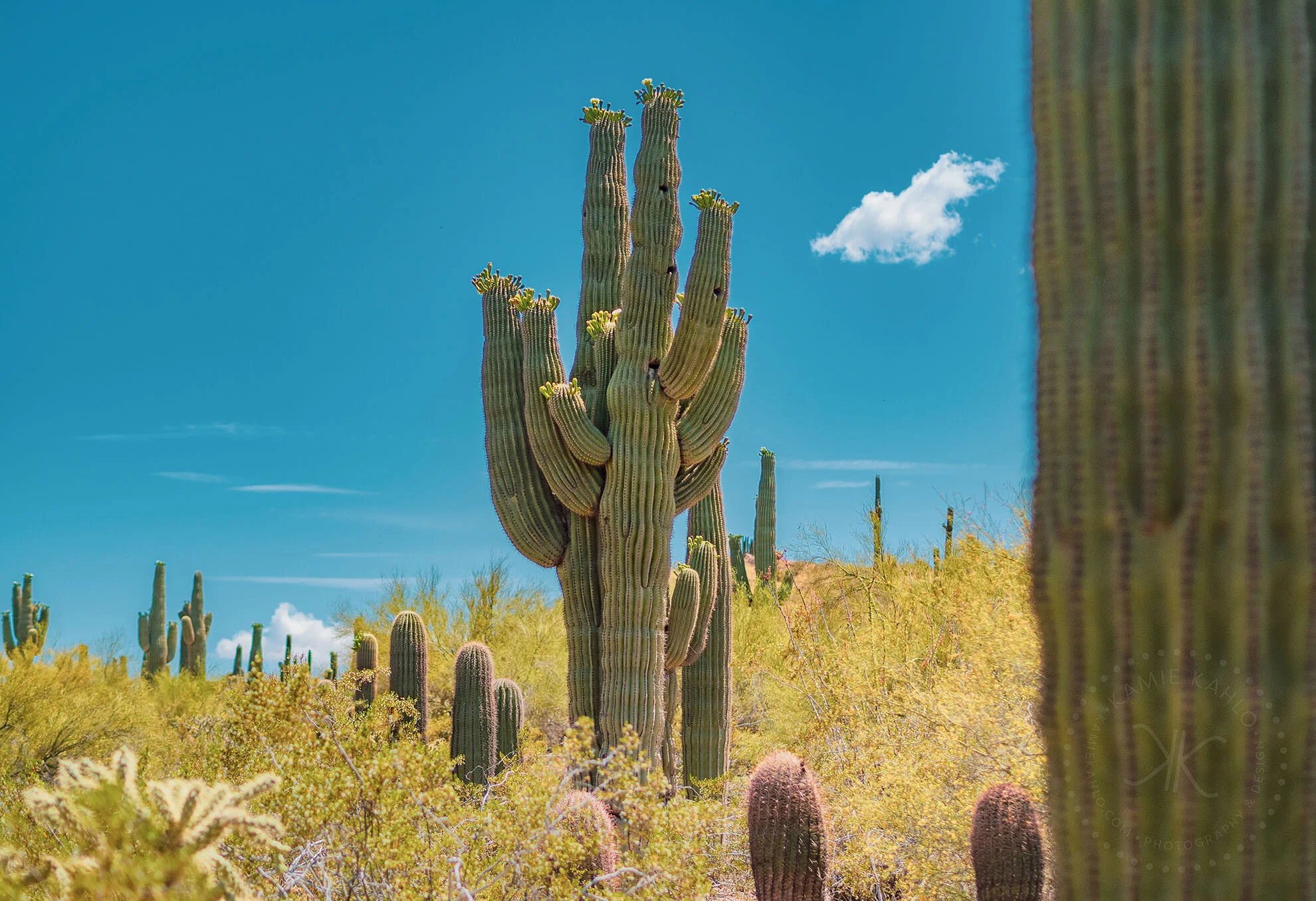 az-botanical-5110480