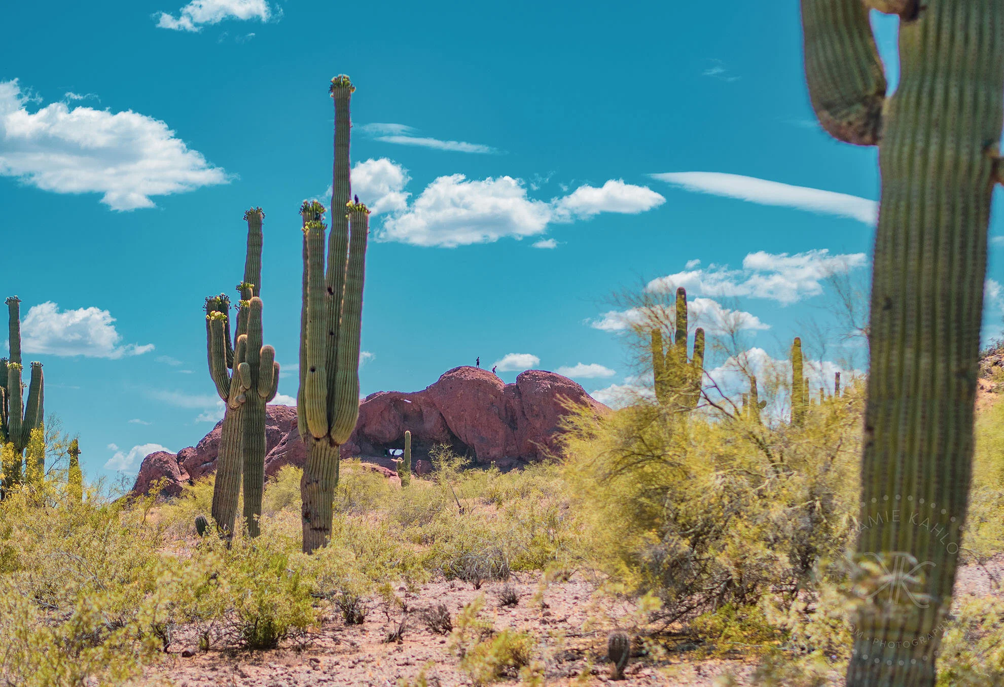 az-botanical-5110487