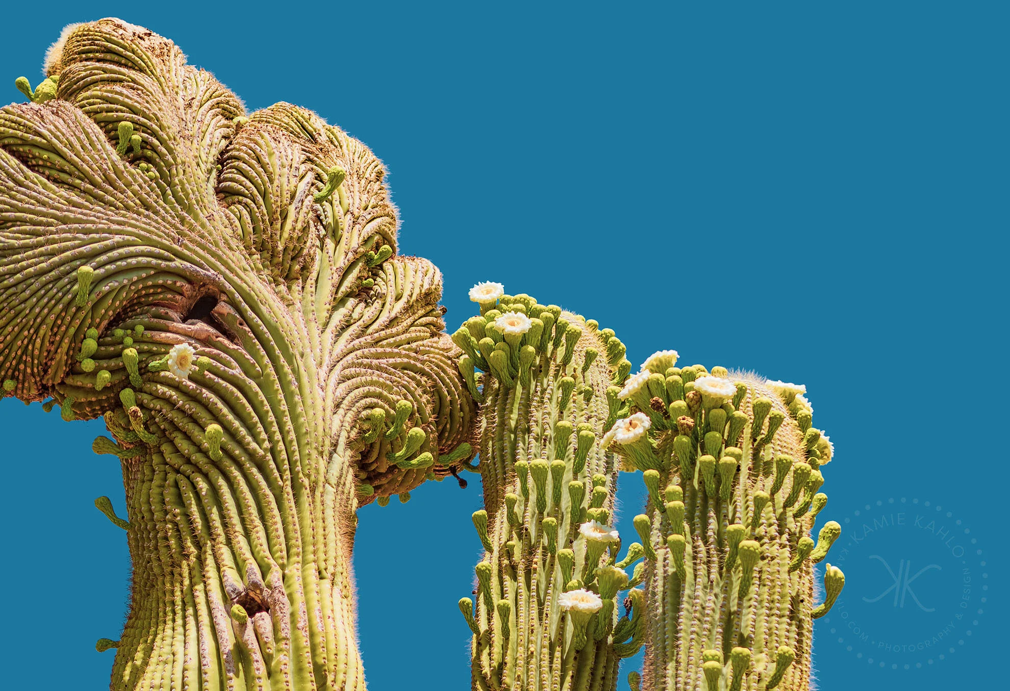az-botanical-5110490