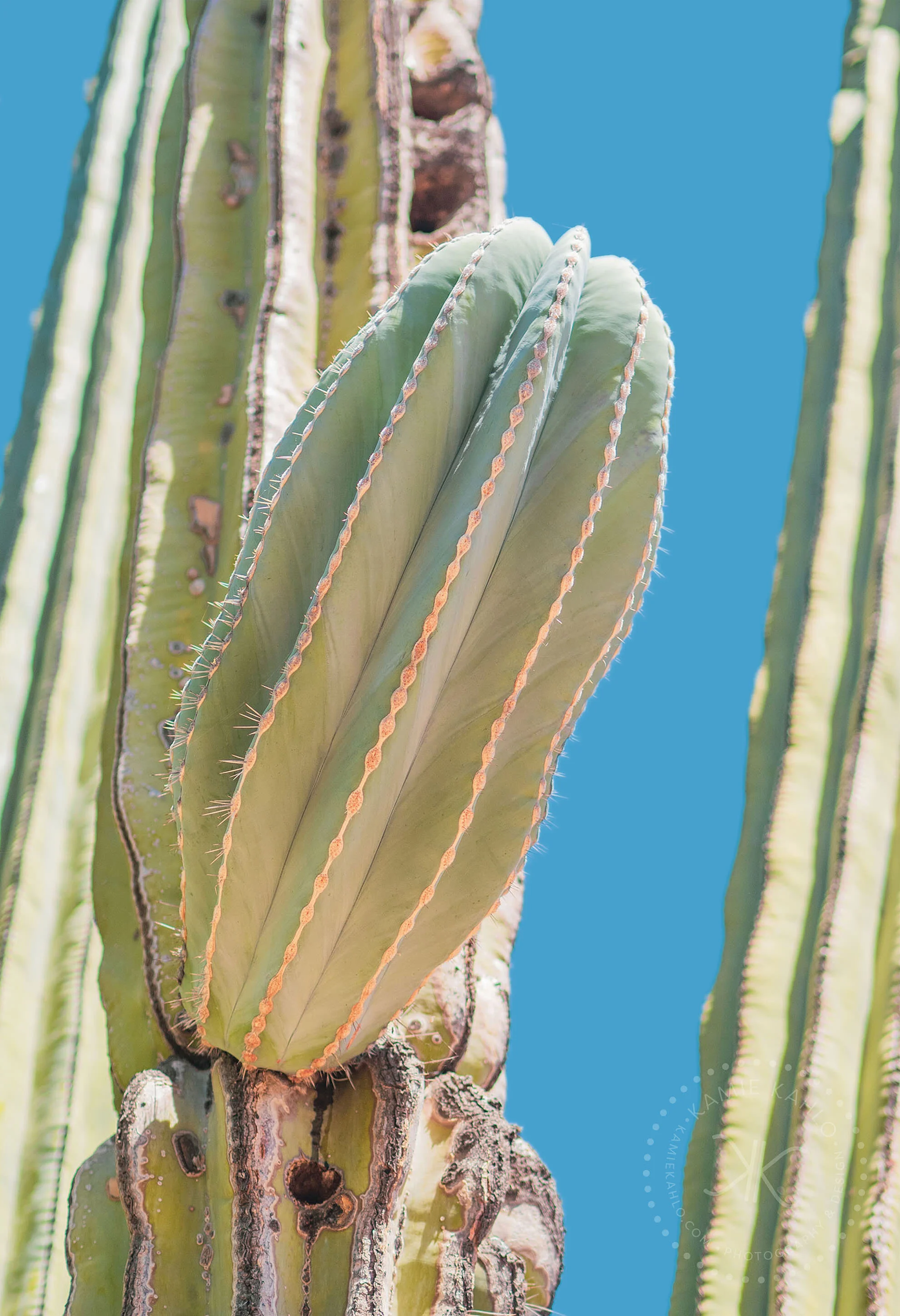 az-botanical-5110442