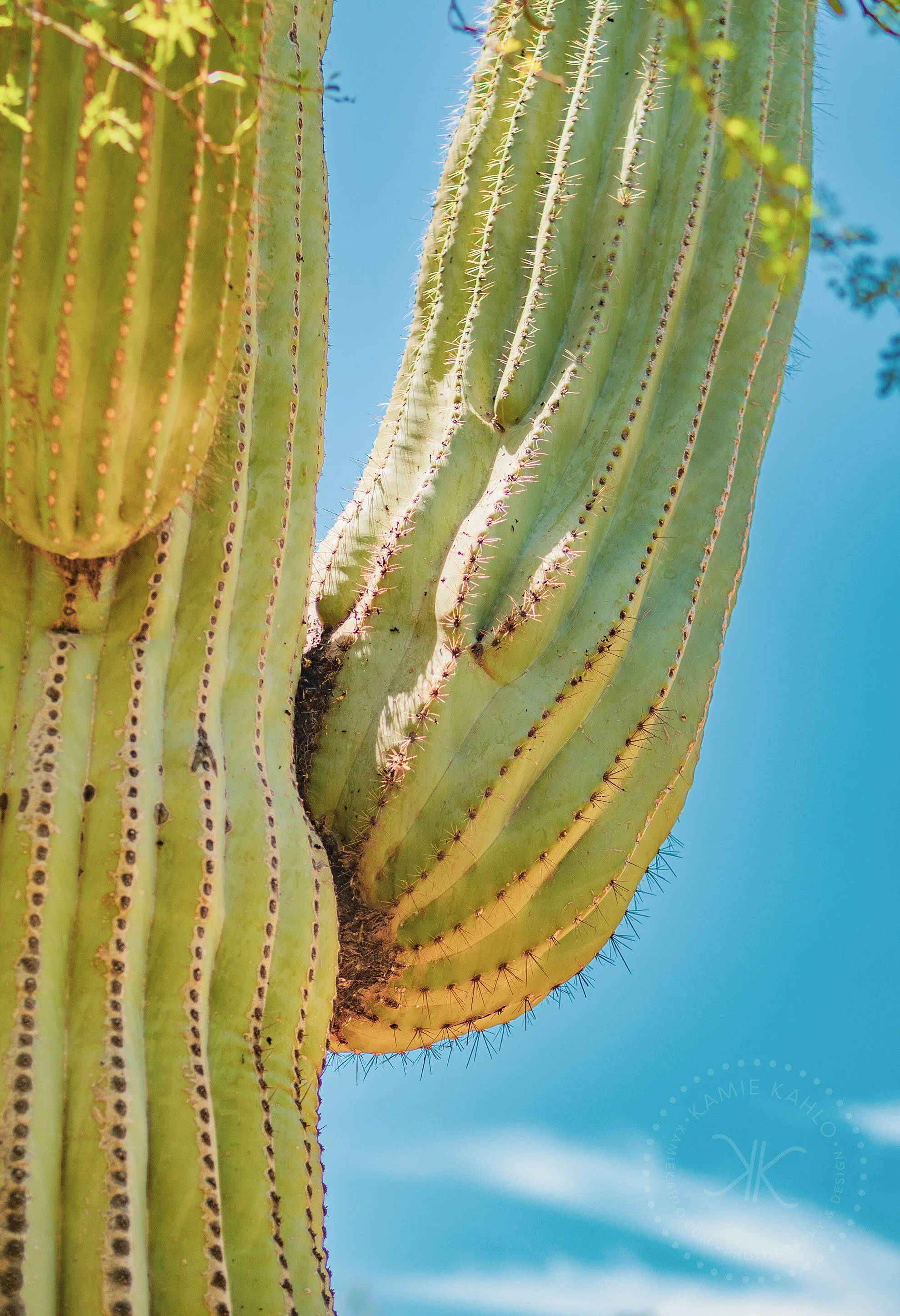 az-botanical-5110170