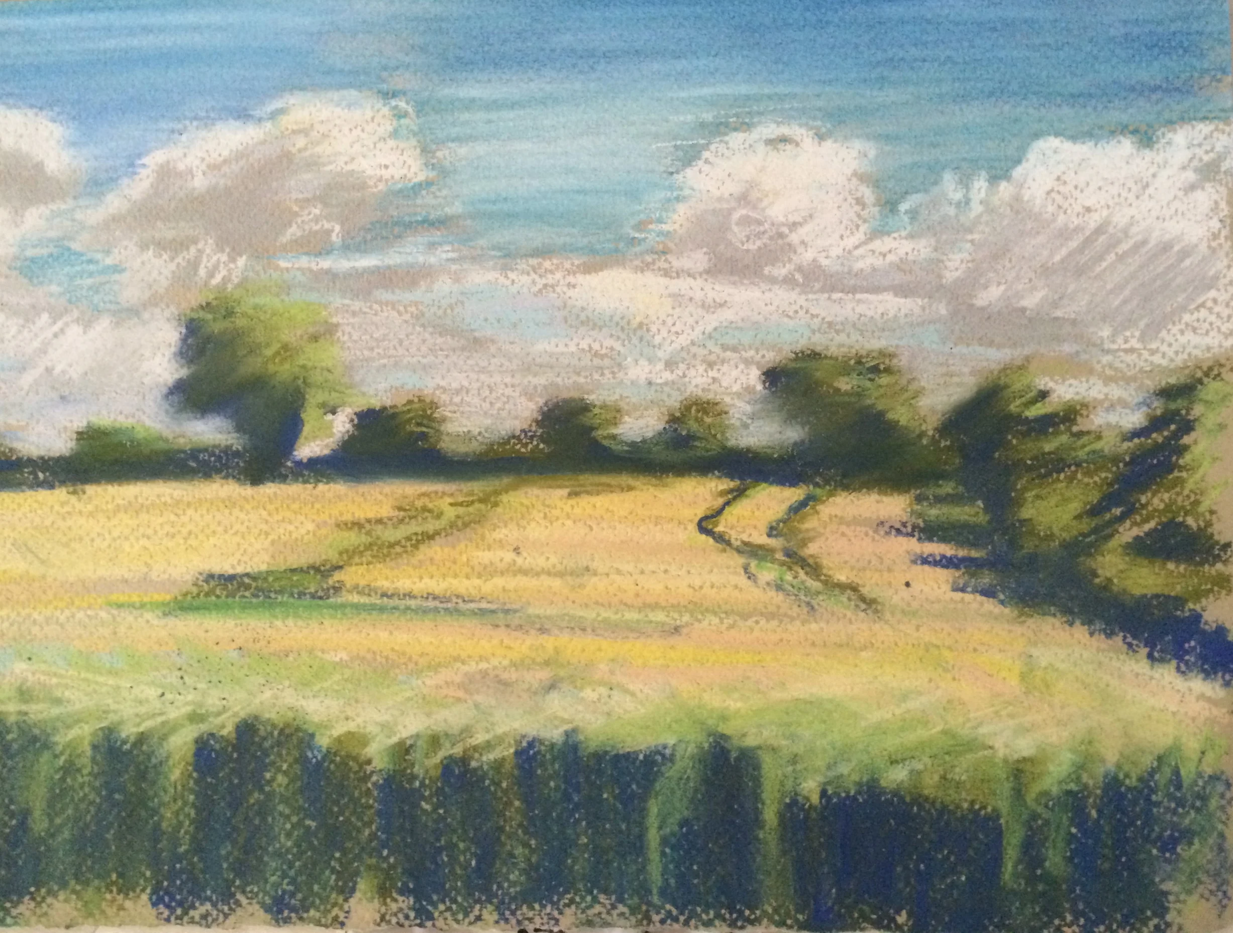 Sunny cornfield