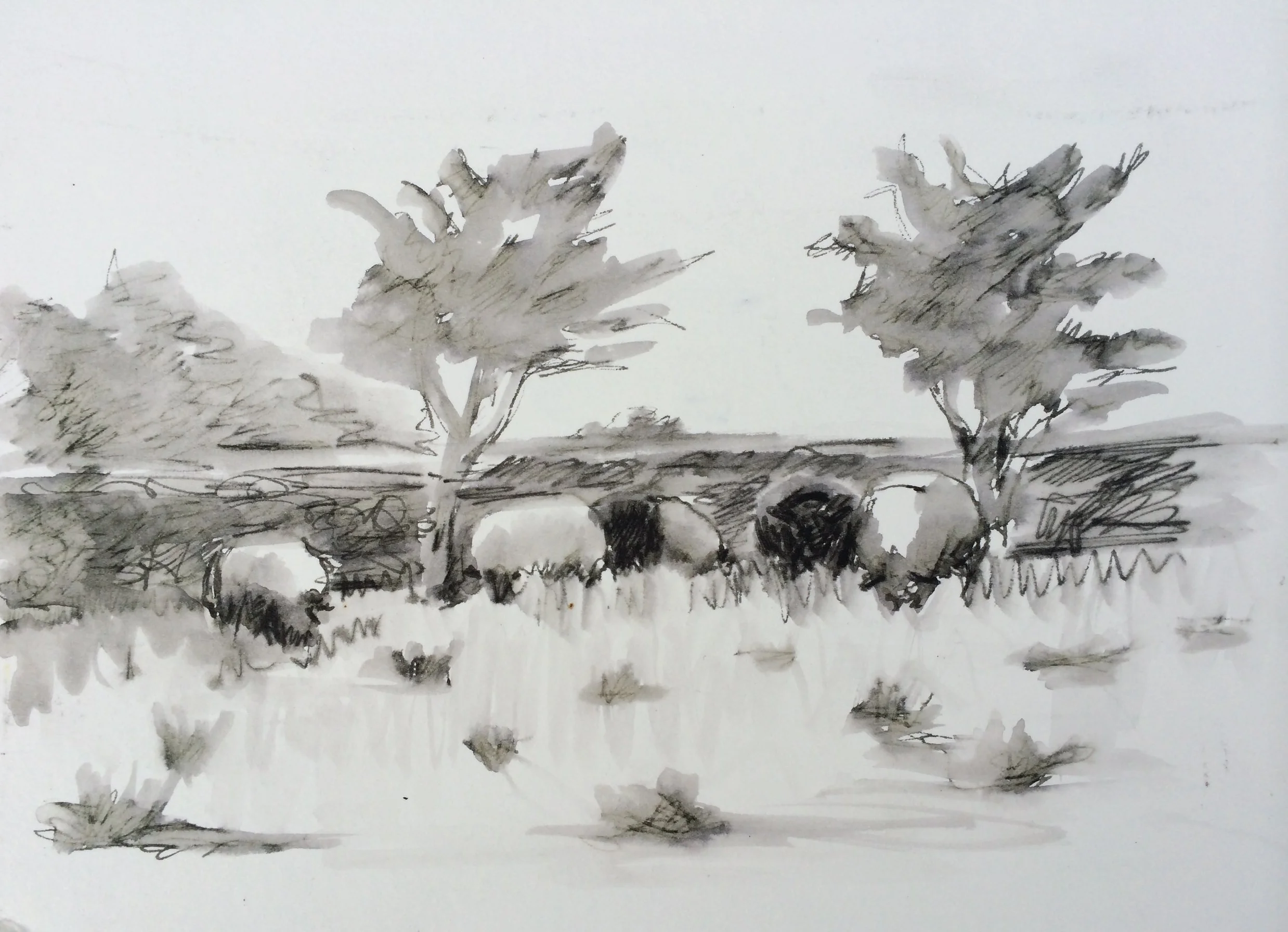 sheep in the field