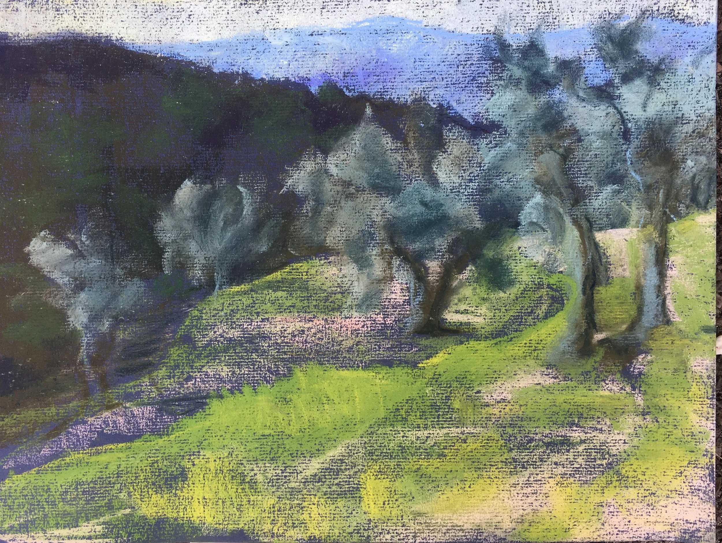 Olive Grove