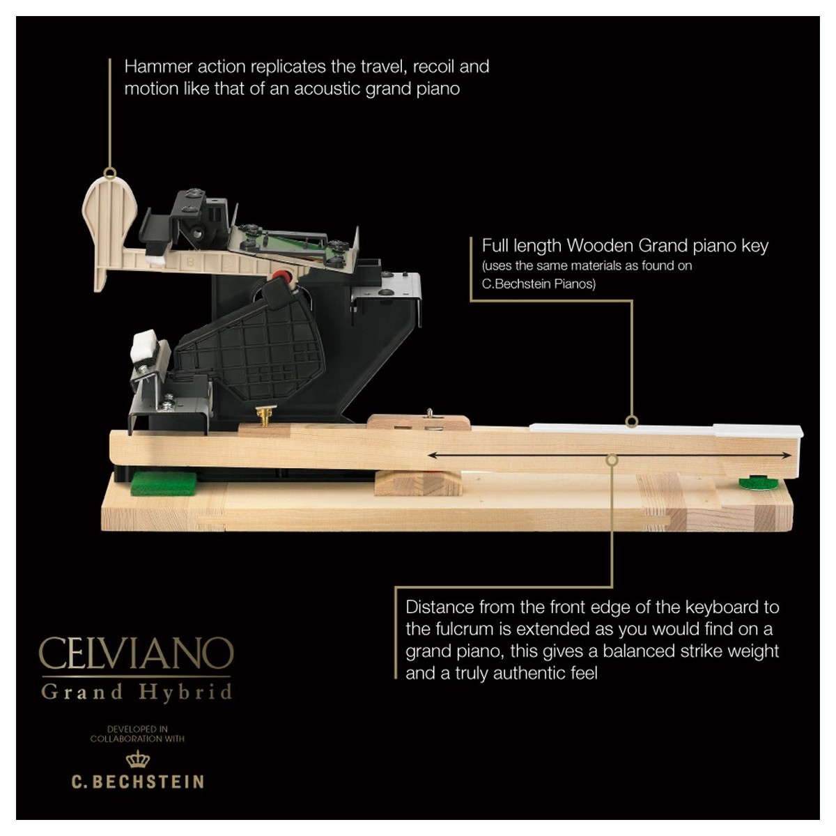 Celviano grand hammer cross section
