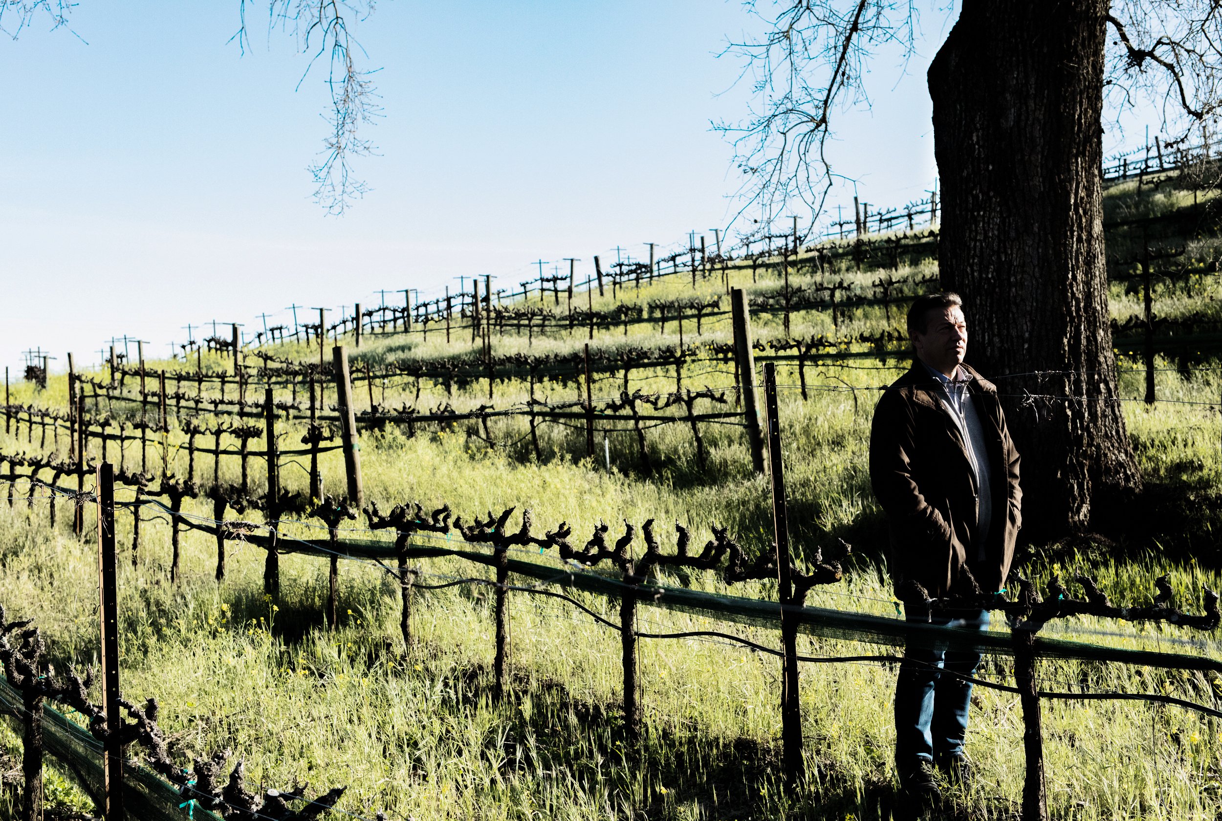 Inglenook Estate, Napa Valley 2023 - The Wine Independent