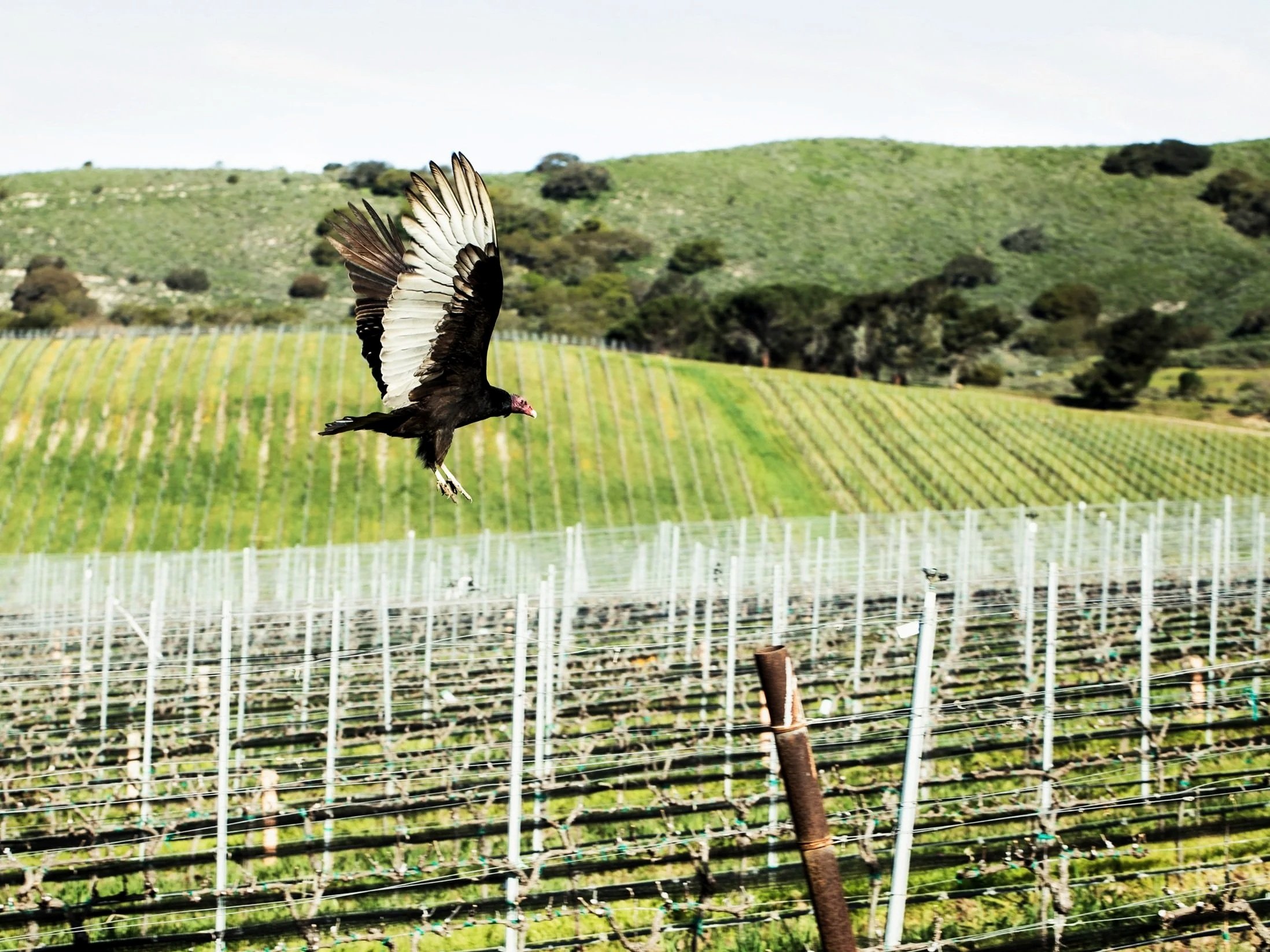 The Sea Smoke Estate, Rita Hills, California 2023 