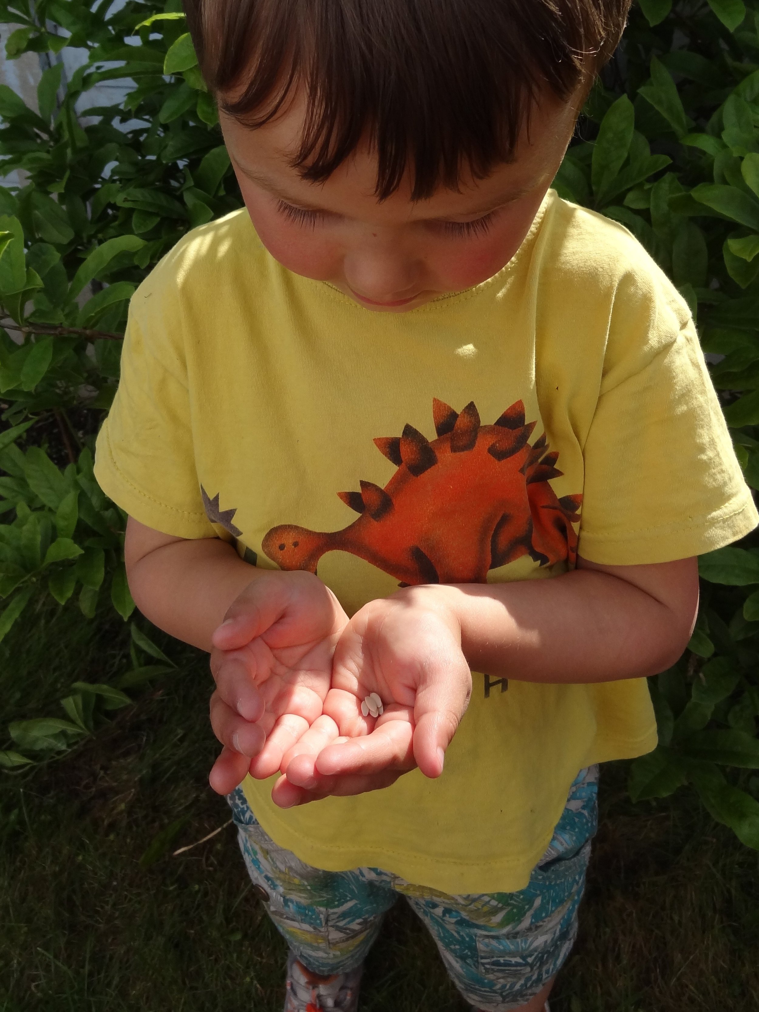 Cucumber seeds