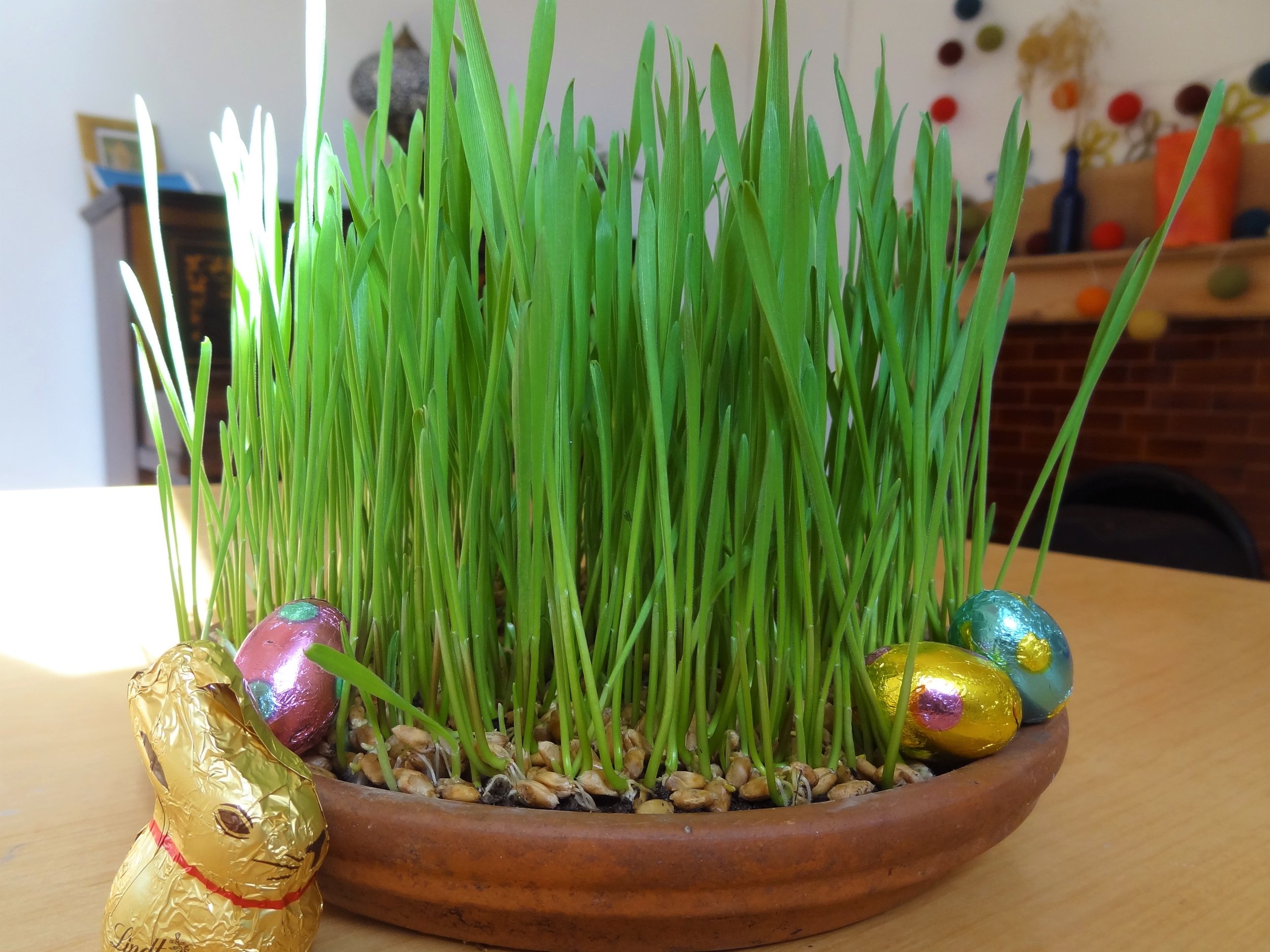 Grow your own Easter grass - Mud & Bloom