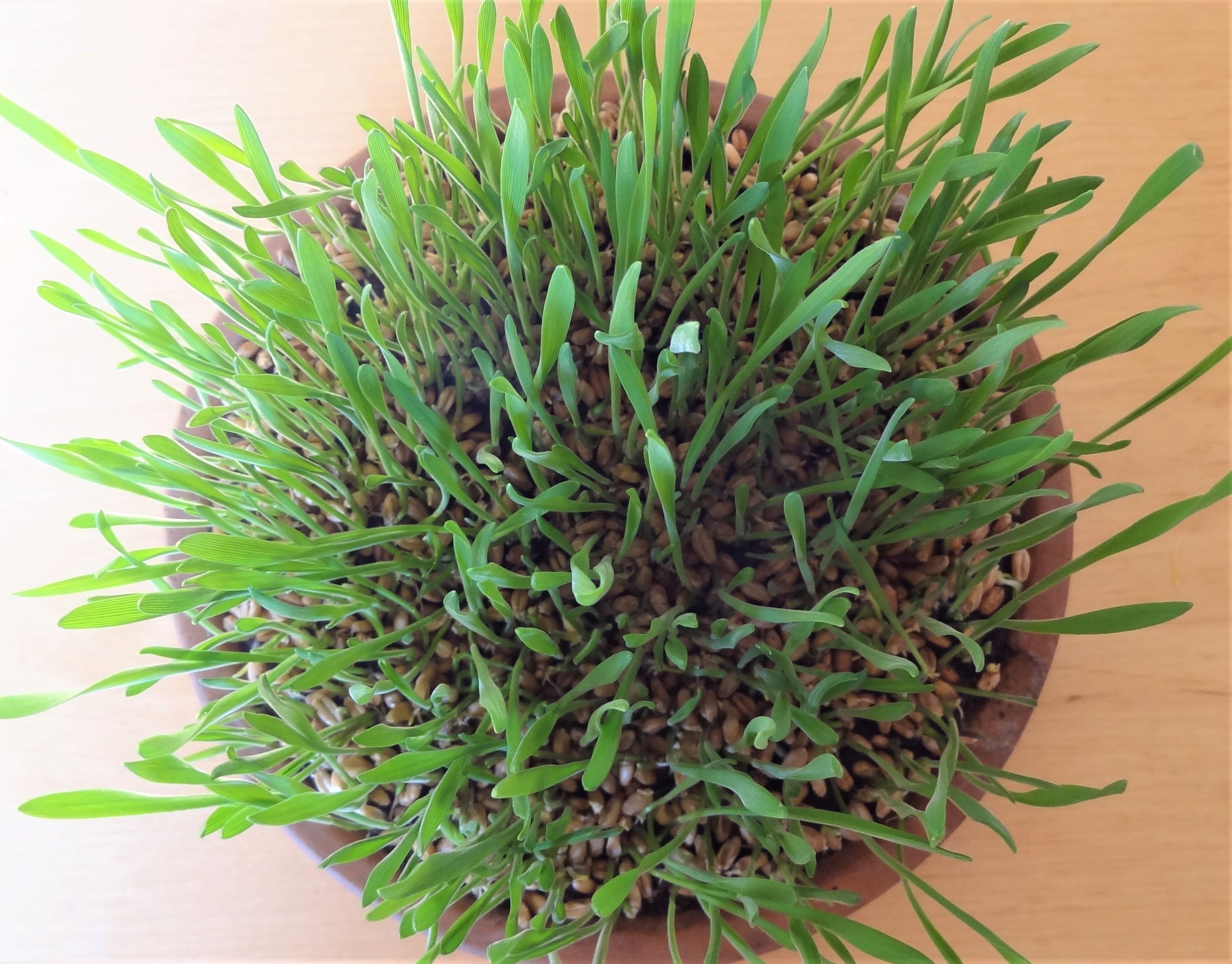 How to Plant Lenten Grass (Easter Grass)