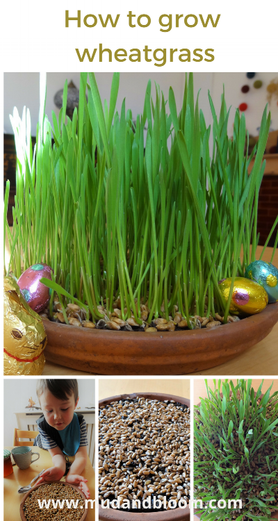 How to Plant Lenten Grass (Easter Grass)