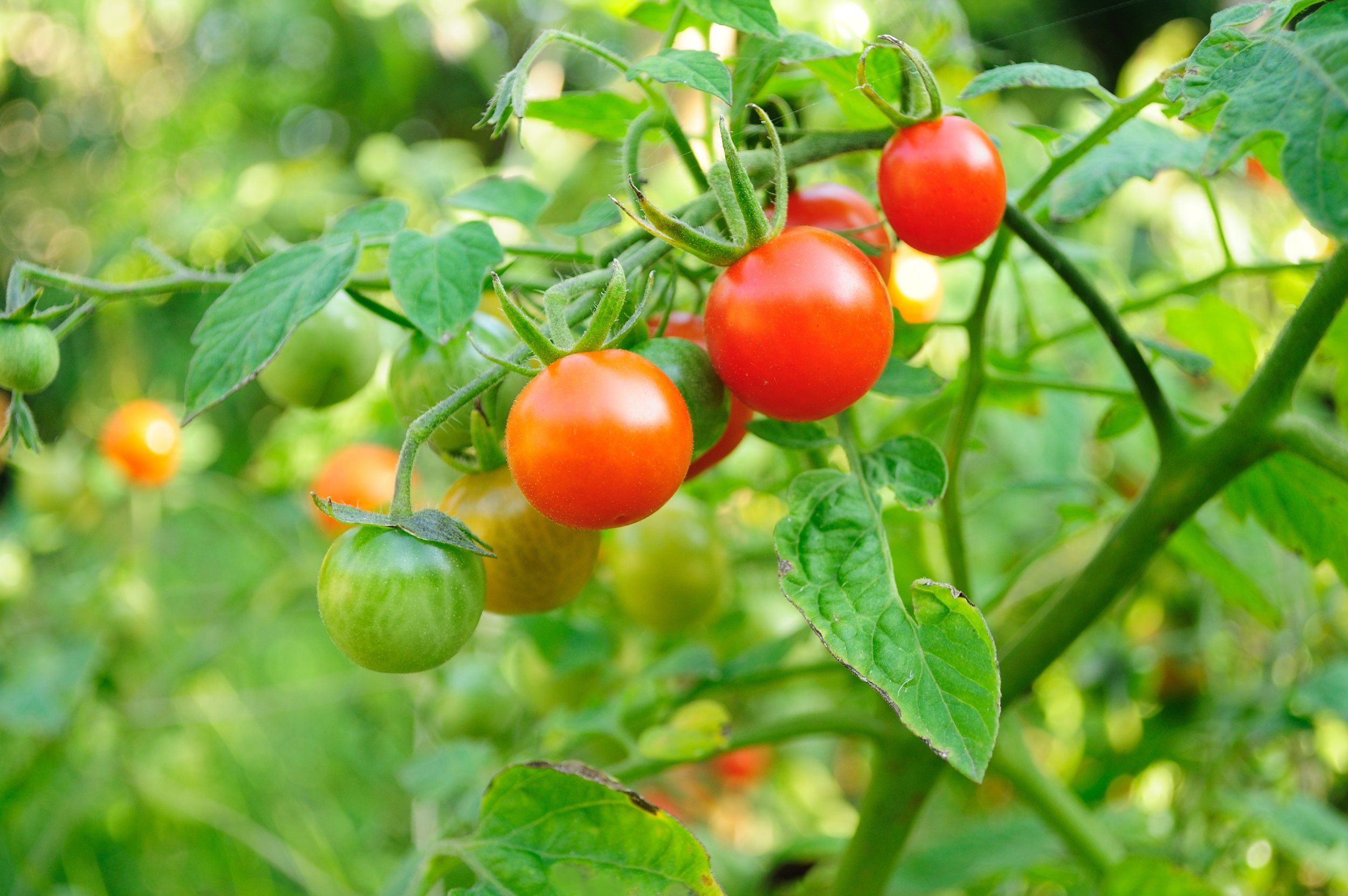 Growing Cherry Tomatoes With Children Mud Bloom
