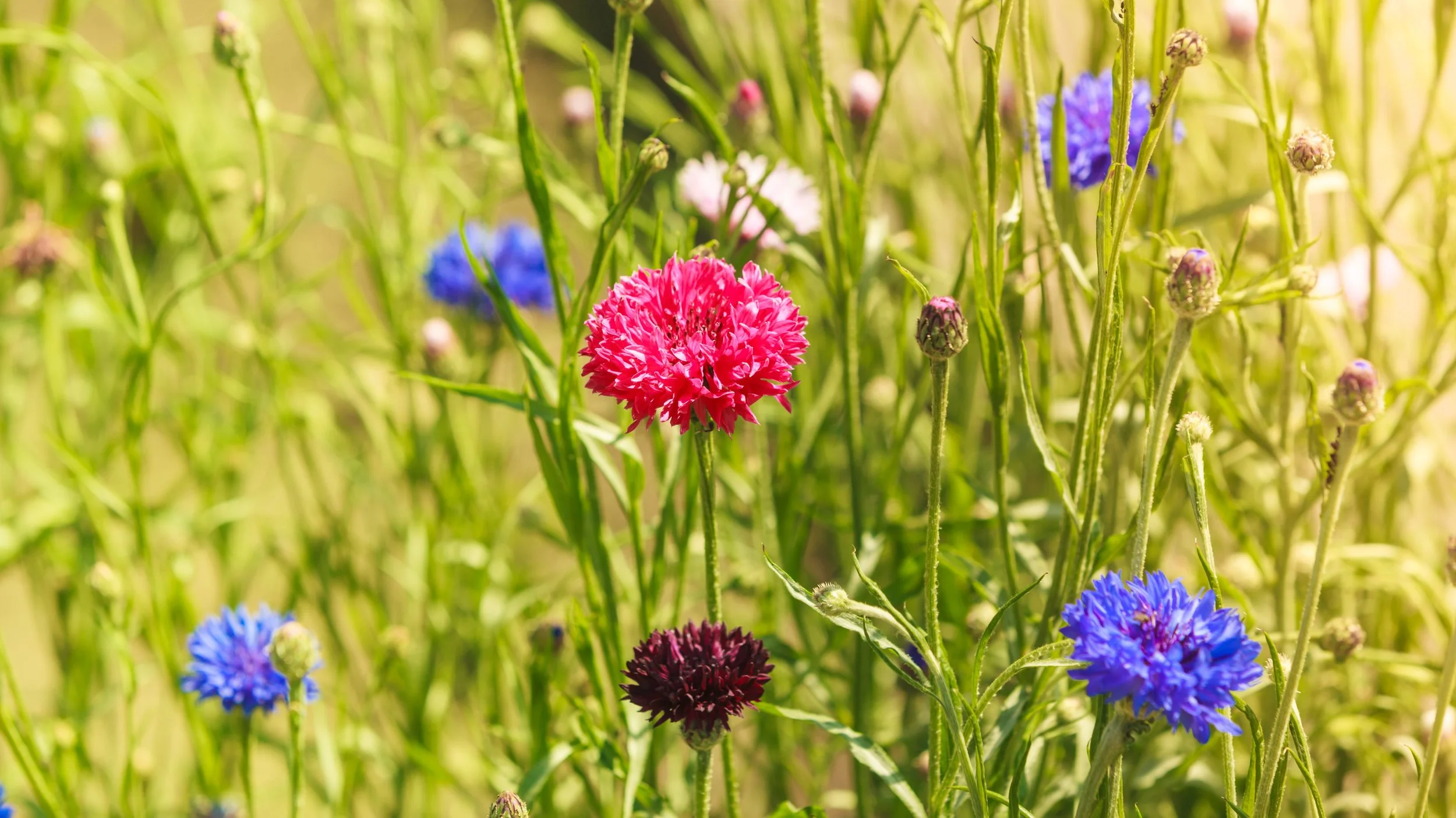 Planting cornflowers Mud & Bloom