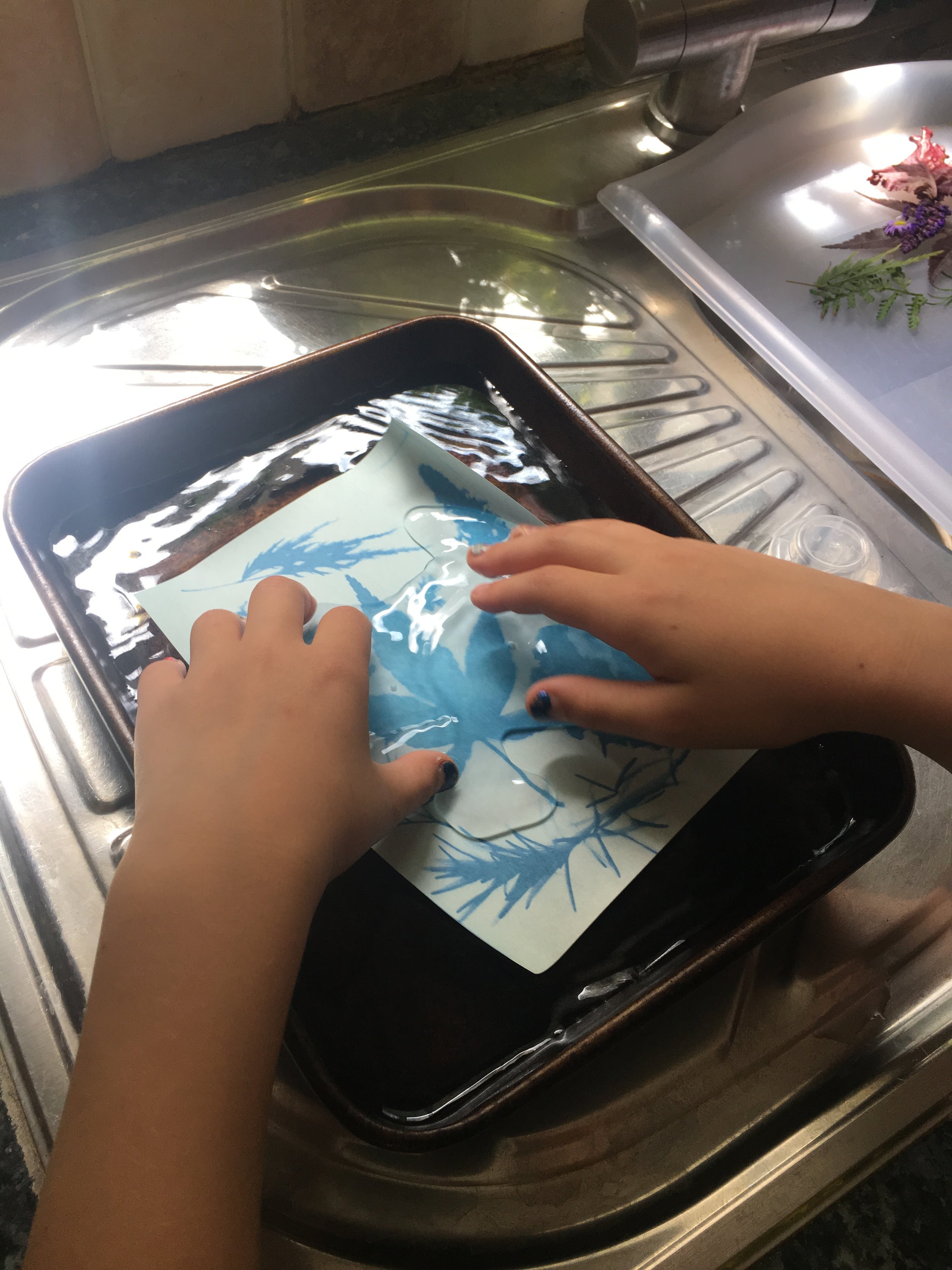 Making a nature sun print: submerge the sun paper in water