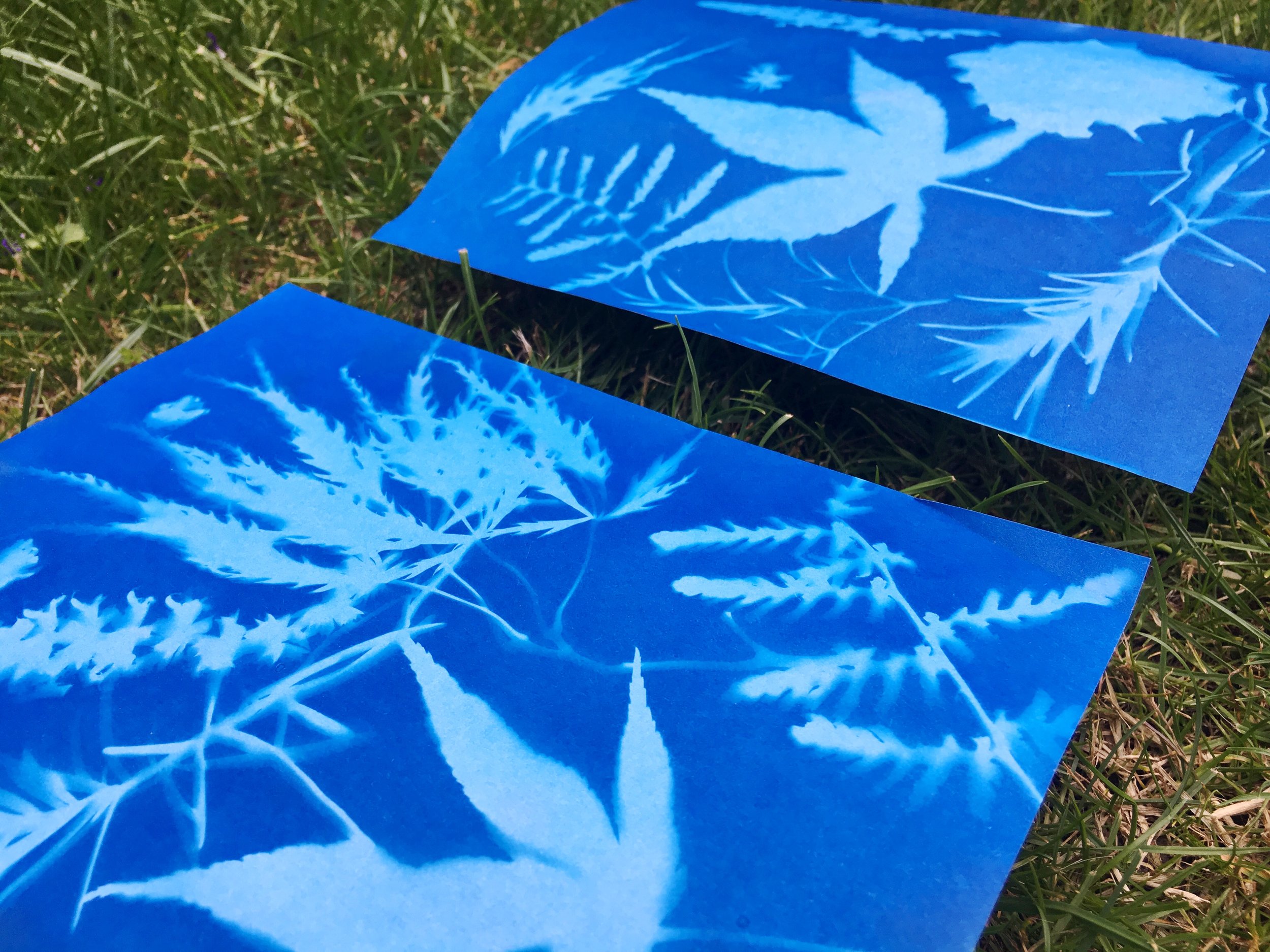 Making nature sun prints - Mud & Bloom