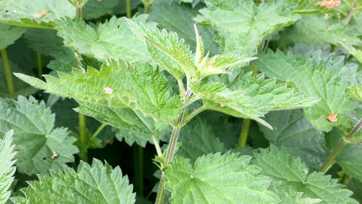 Make your own nettle fertiliser - Mud & Bloom