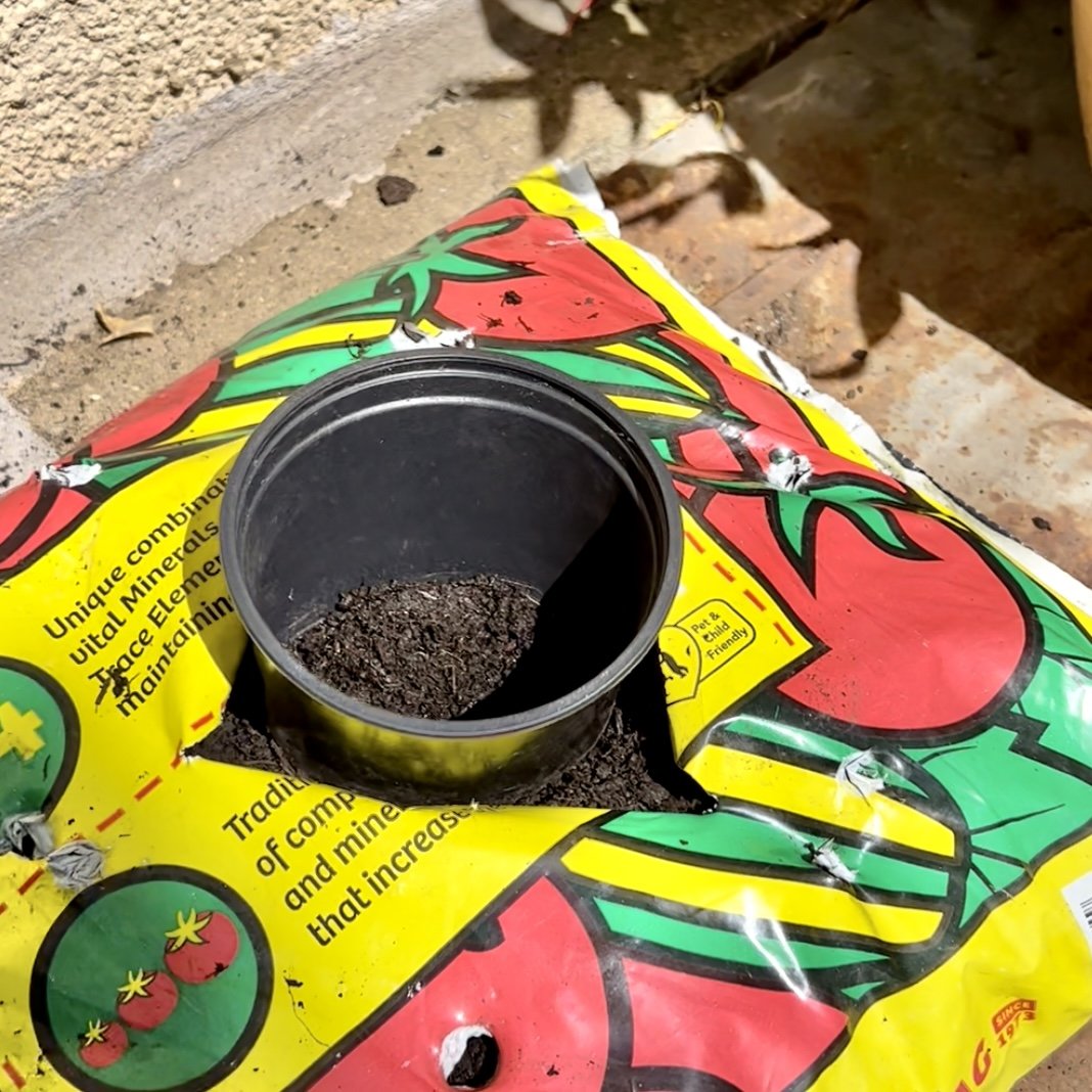 Growing tomatoes in a grow bag - Mud & Bloom