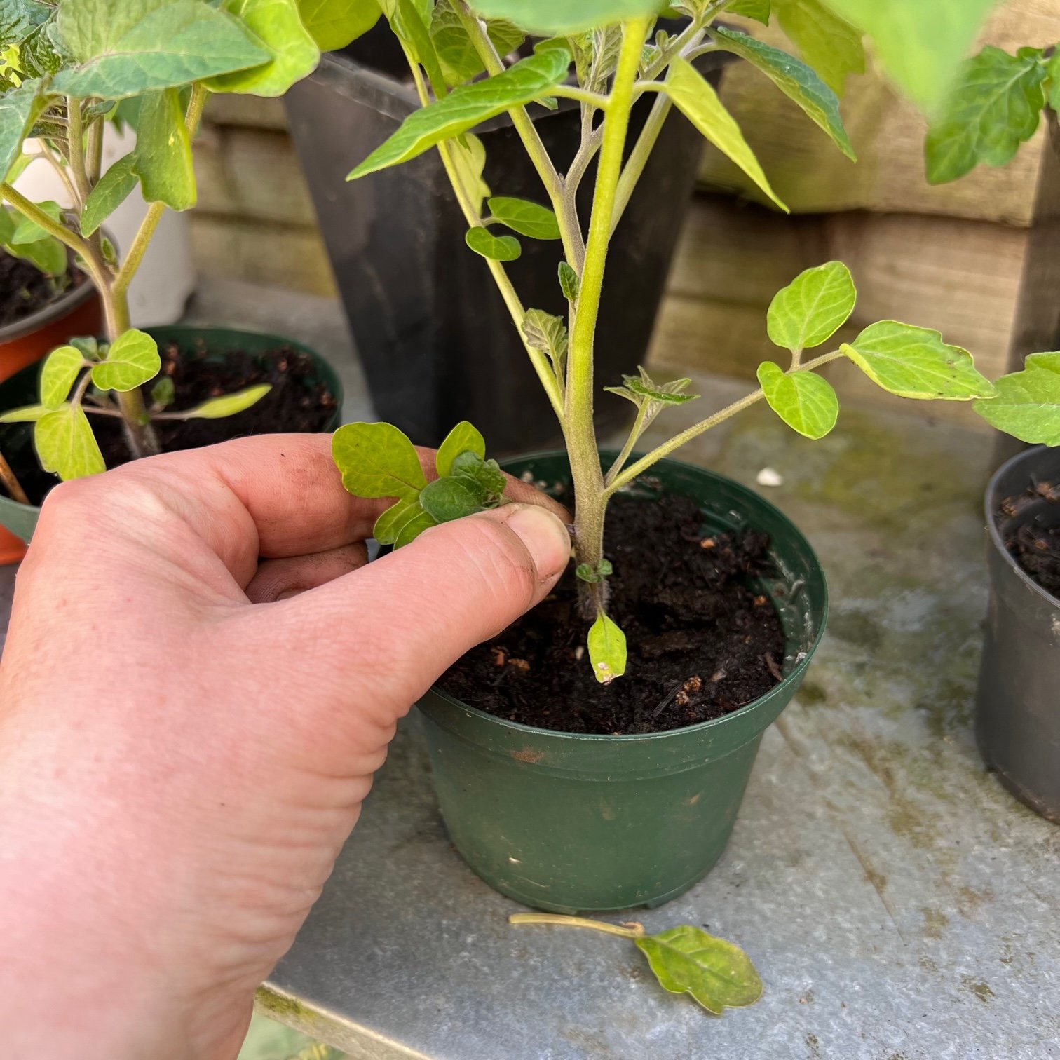 Growing tomatoes in a grow bag - Mud & Bloom