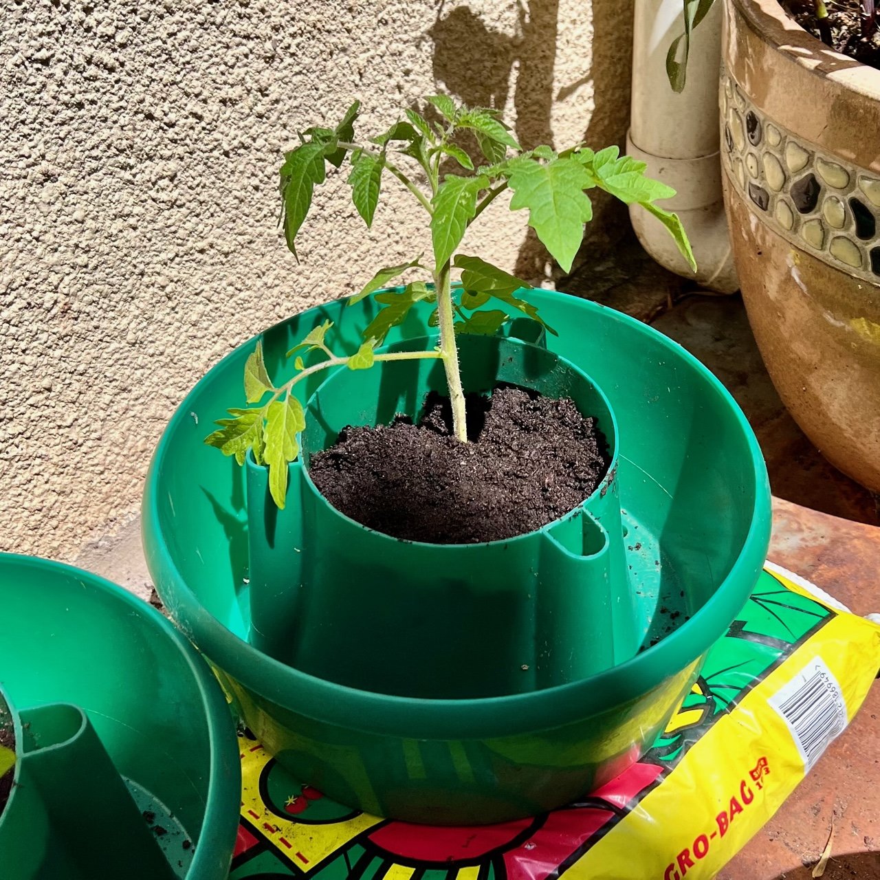 Grow Bags For Tomatoes  The How & Why - Farm to Jar