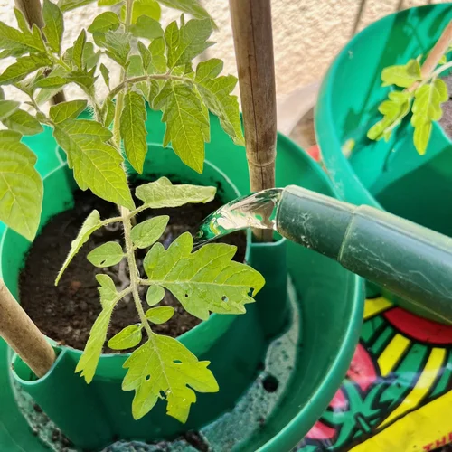 Growing tomatoes in a grow bag - Mud & Bloom