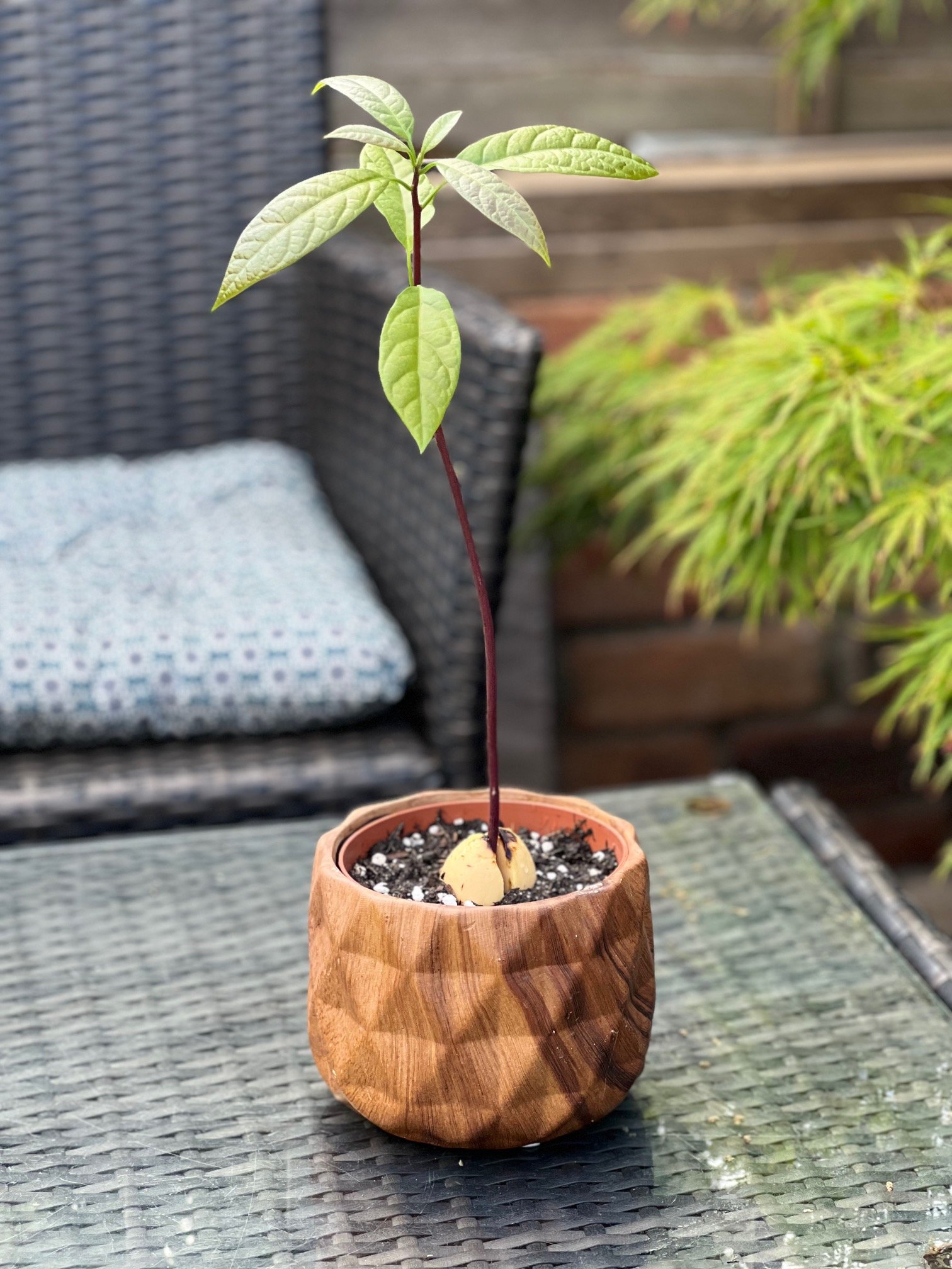Grow an avocado plant from a seed - Mud & Bloom Grow an avocado plant from a seed - Mud & Bloom