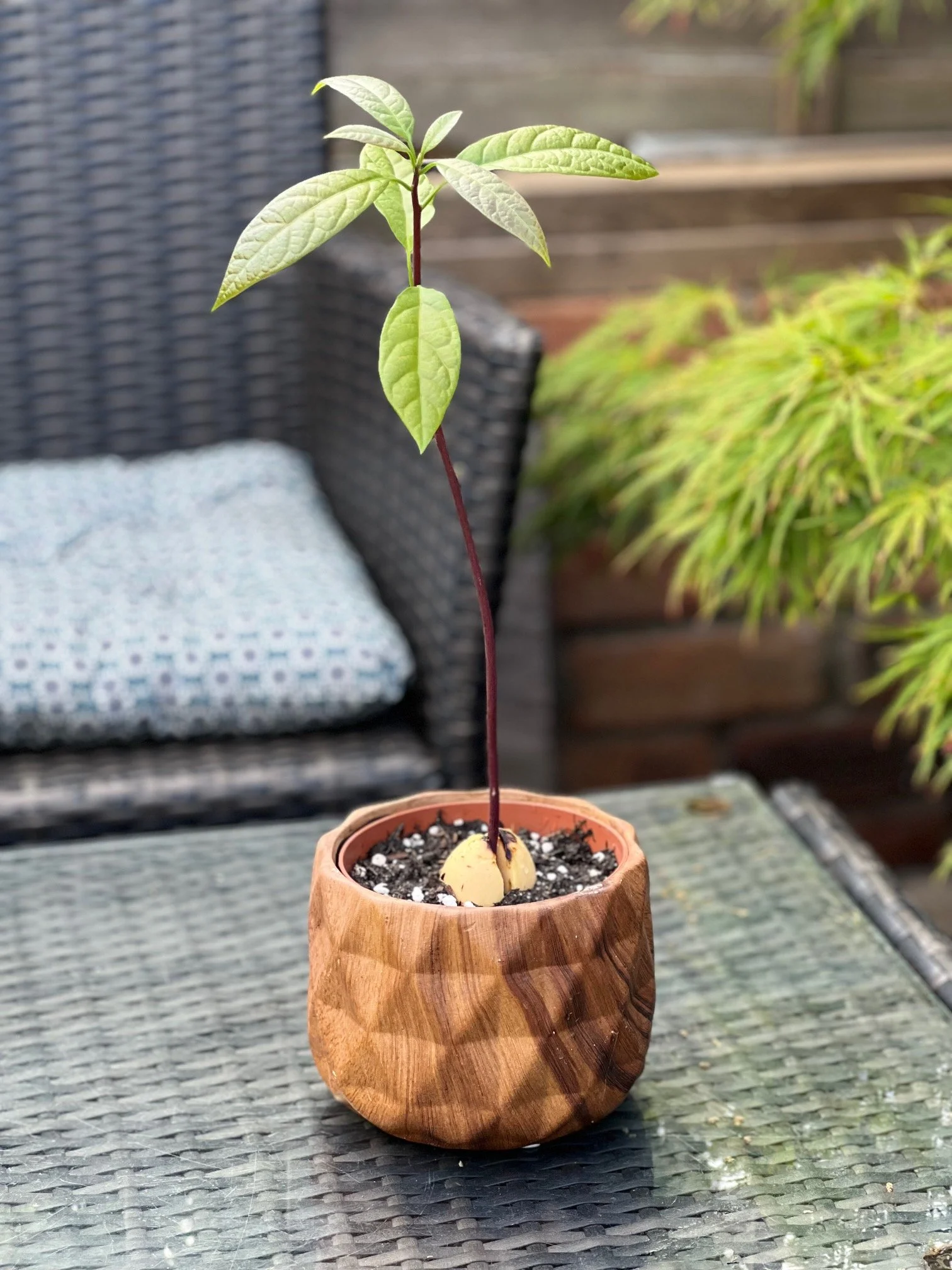 thumbnail image 2 of Fantastic Avocado Seeds – 3 Fresh Cold-Hardy Seeds – Easy To Grow 2 of 5