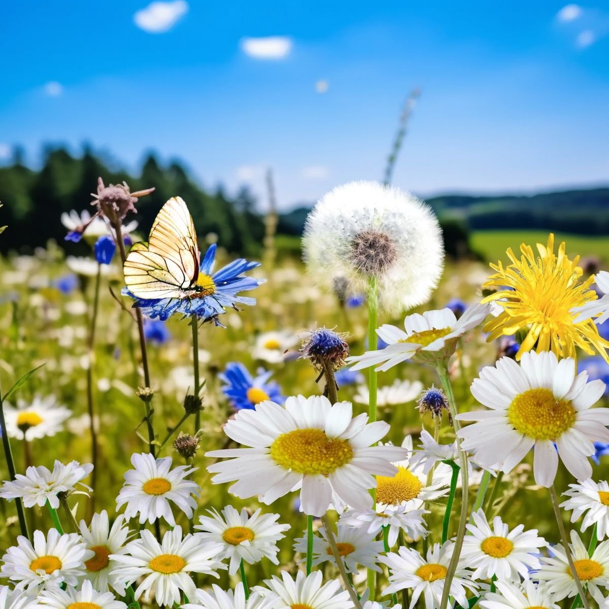 wildflowers_and_butterfly_sq_compressed.jpg