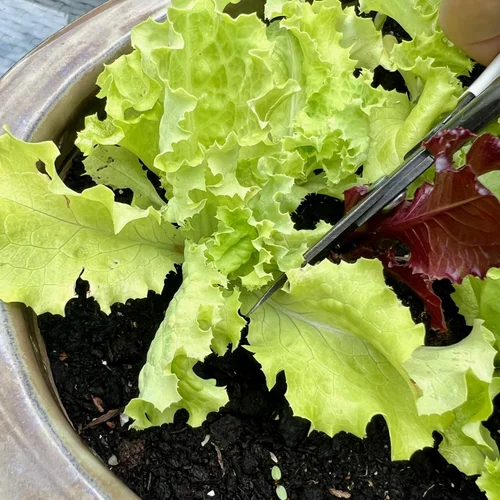 How to Harvest Garden Lettuce: Easy Tips for Crisp, Fresh Leaves