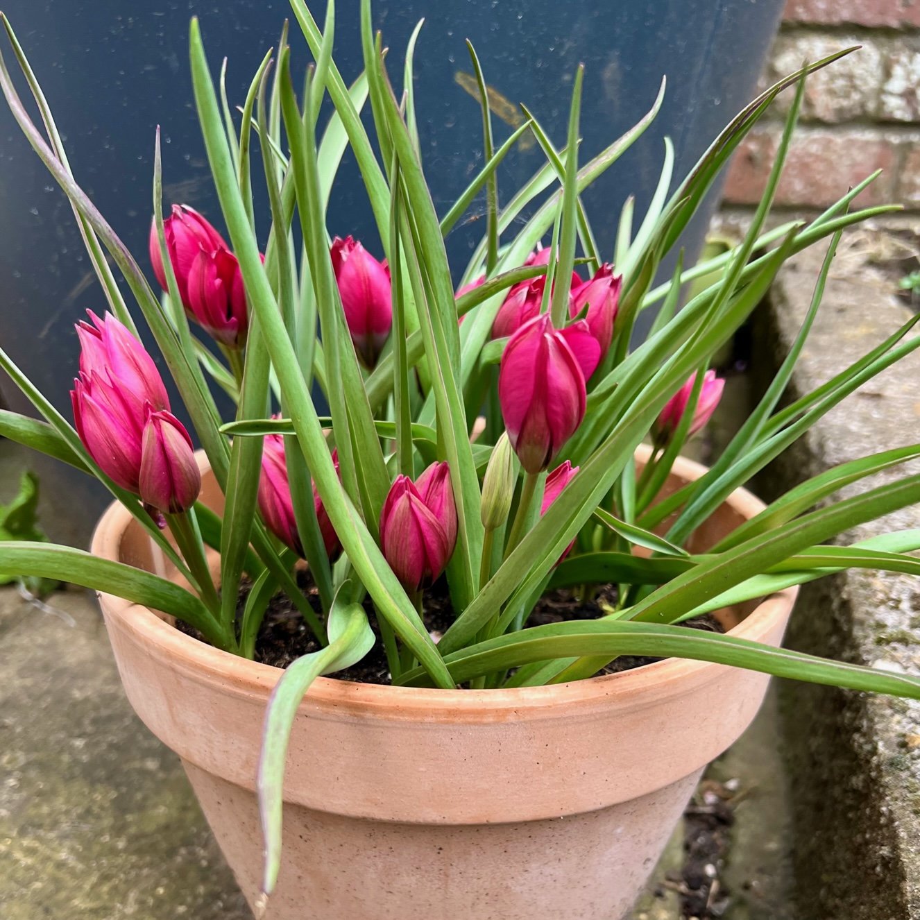 'Little Beauty' Tulips