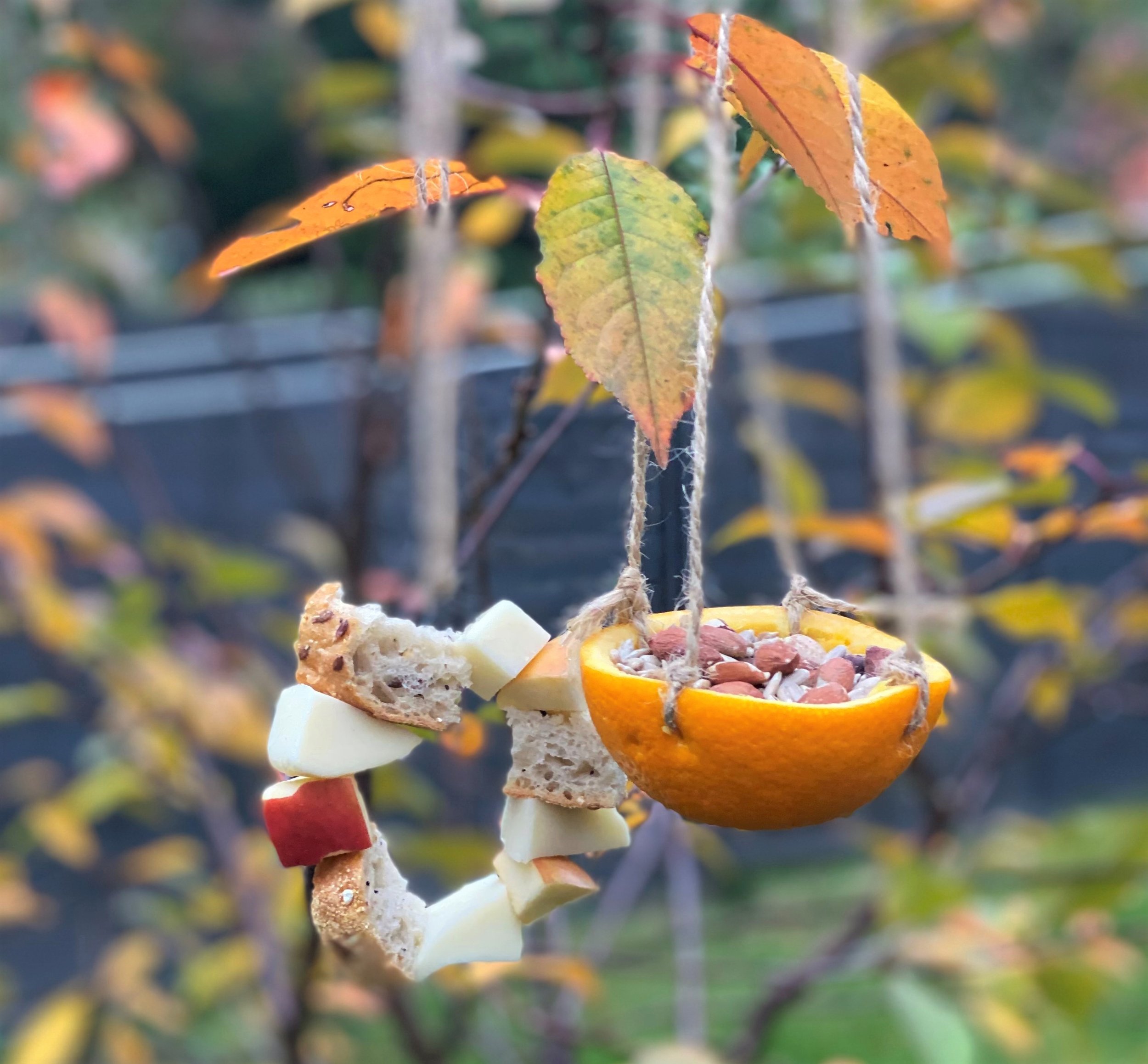 Orange and kepab bird feeder autumn.jpeg