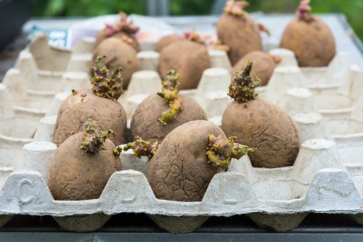 Growing potatoes with children - Mud & Bloom