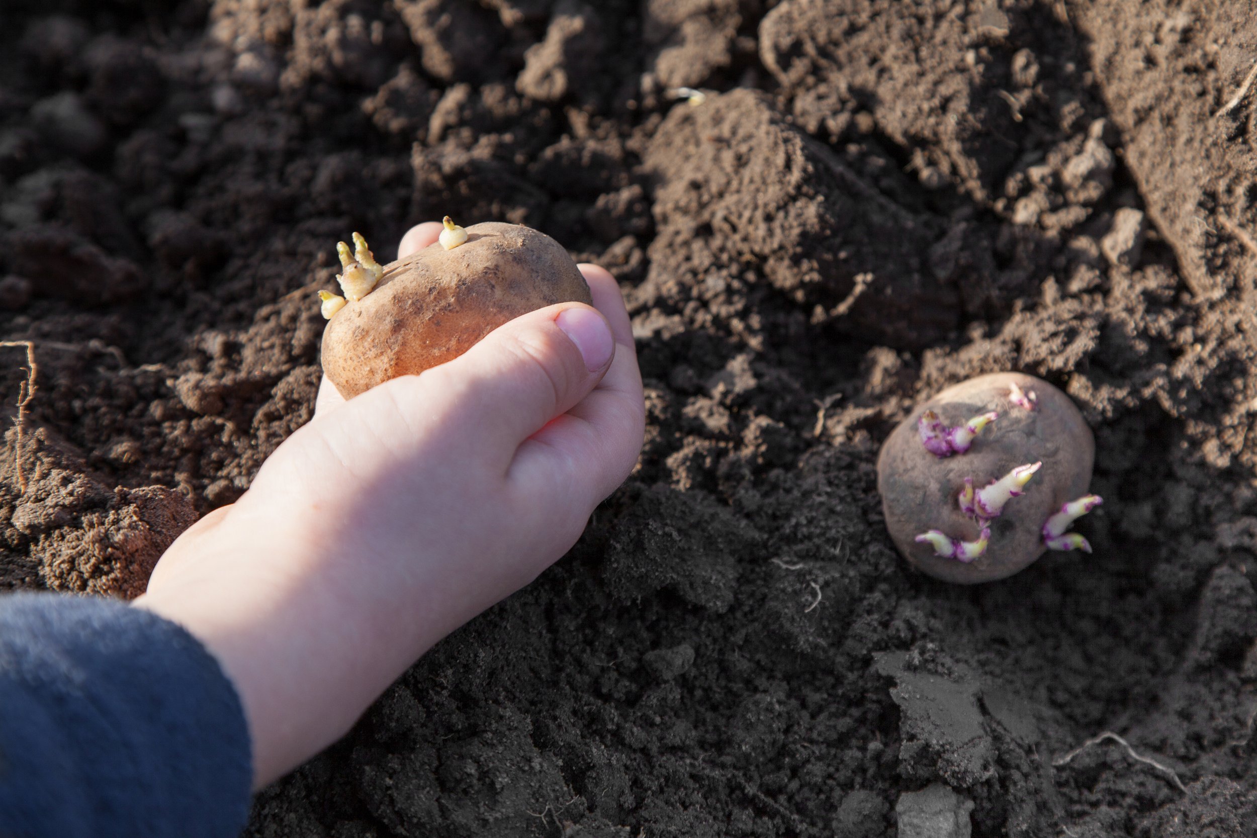Childs hand planting chitted potatoes shutterstock 2024.jpg