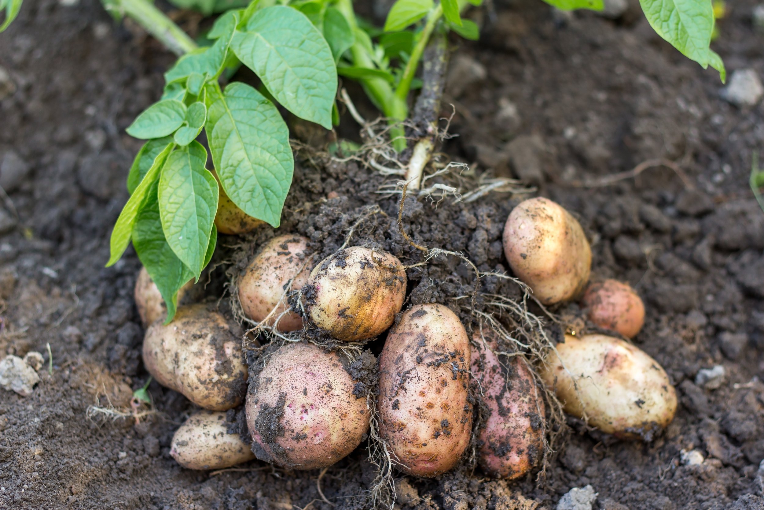 Growing potatoes shutterstock.jpg