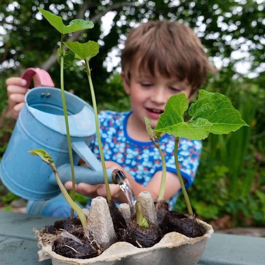 Growing runner beans in an egg carton Putt Putt.jpeg