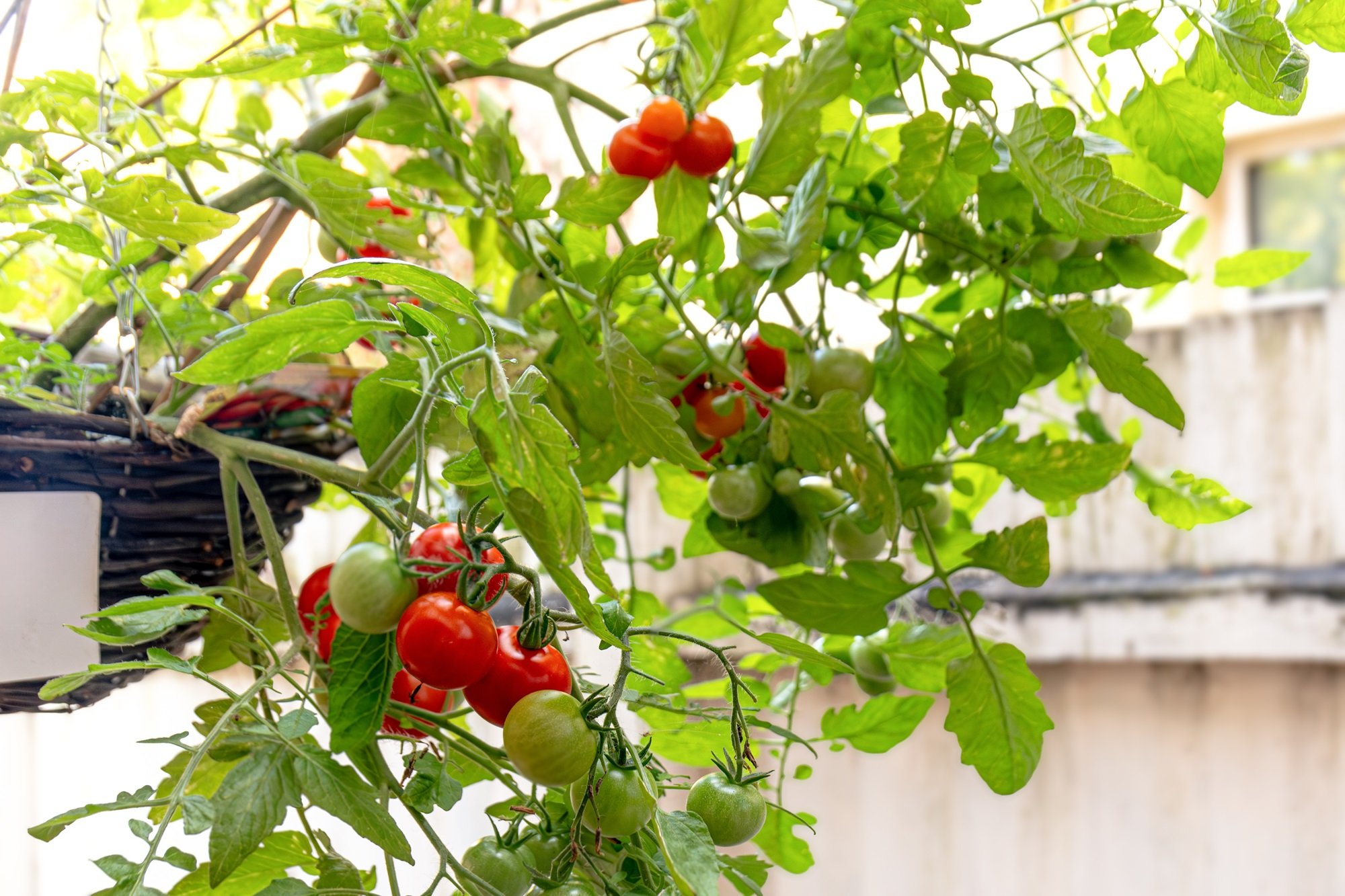 Cherry tomatoes in hanging basket.jpg