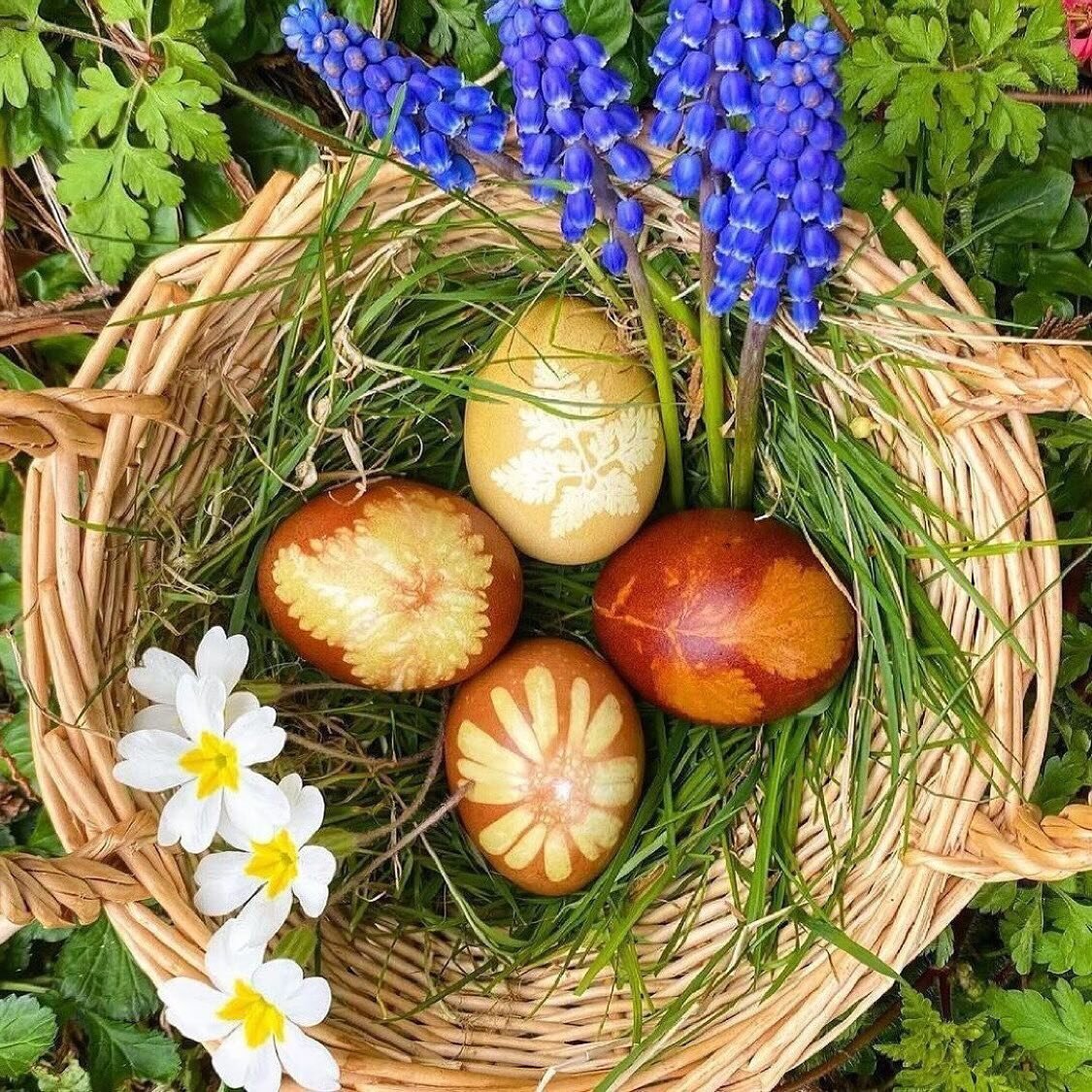 Make leaf and flower batiked eggs using onion skins 🌿🌼

These look so pretty and they&rsquo;re very simple to make. 

Read our blog post here: www.mudandbloom.com/blog/2017/4/10/making-leaf-and-flower-batiked-easter-eggs

 #eastereggs #batikeggs #n