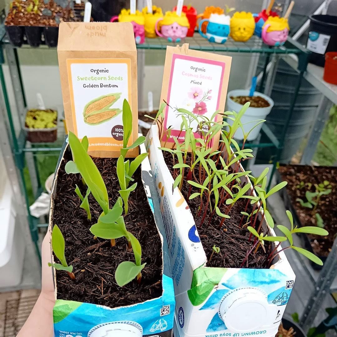 Those of you subscribing to our boxes, how is your sweetcorn and cosmos doing from our April box? 🌽🌸

This lovely photo was shared by one of our subscribers @thehippyishfamily 💛

You can still order our April box and our April standalone gardening