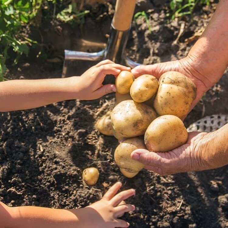 Last chance to plant your potatoes! 🌱🌿🥔 

If you&rsquo;re planning on doing some gardening this weekend, now is the time to make sure you&rsquo;ve planted your potatoes! 

You can grow them in containers if space is limited, and they&rsquo;re a gr