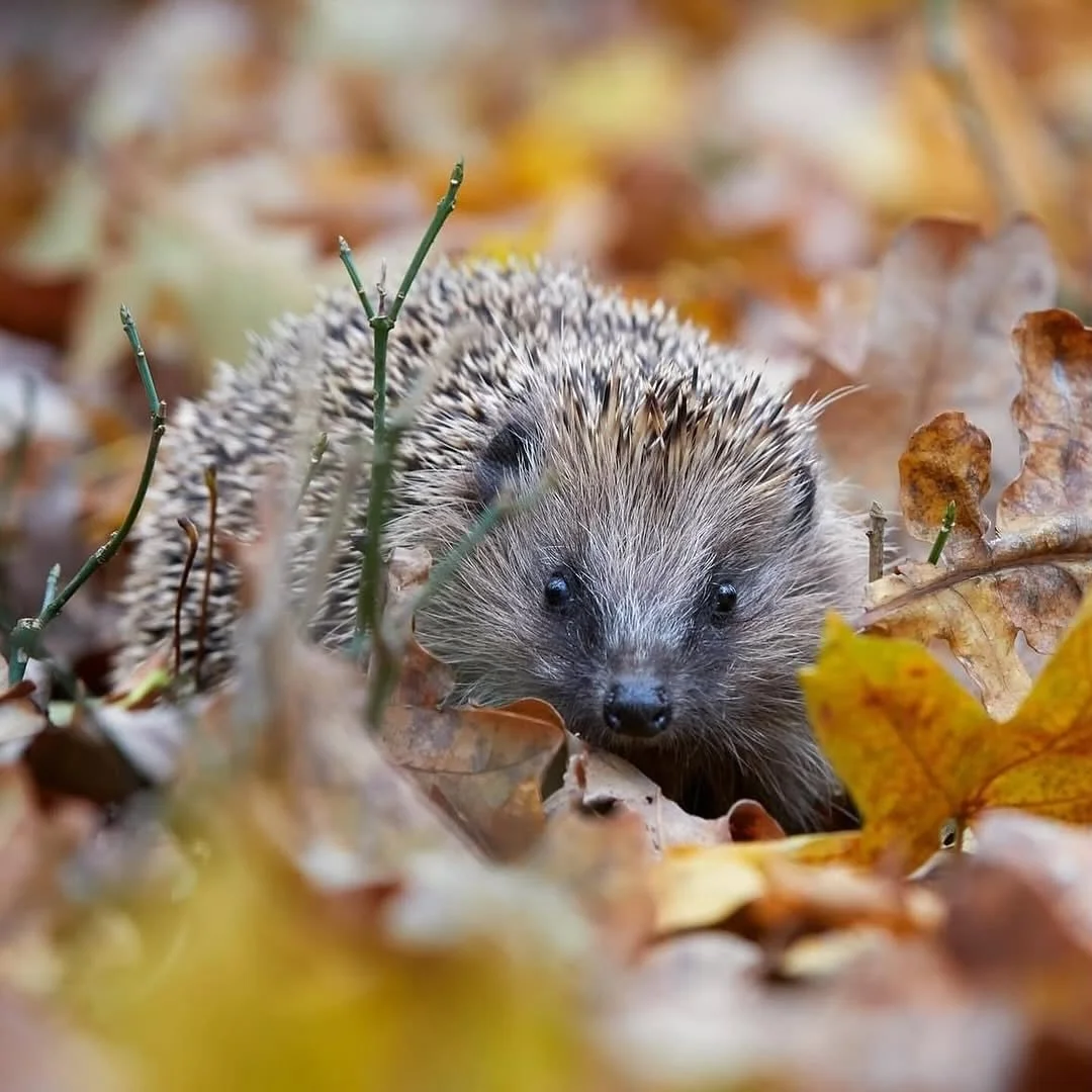 Wildlife-friendly gardening tips for autumn 🐝🐜

Now that autumn is truly underway, it&rsquo;s tempting to want to tidy up the garden and forget about it until it warms up in spring! However, many birds, insects, and small mammals use our gardens as