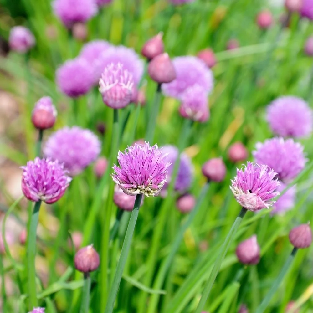 🌱Our November Standalone Gardening Box is now available 

This month&rsquo;s box celebrates the quiet beauty of late autumn, a time to slow down, tidy up the garden and notice the small changes all around.

You&rsquo;ll be planting irises, which wil