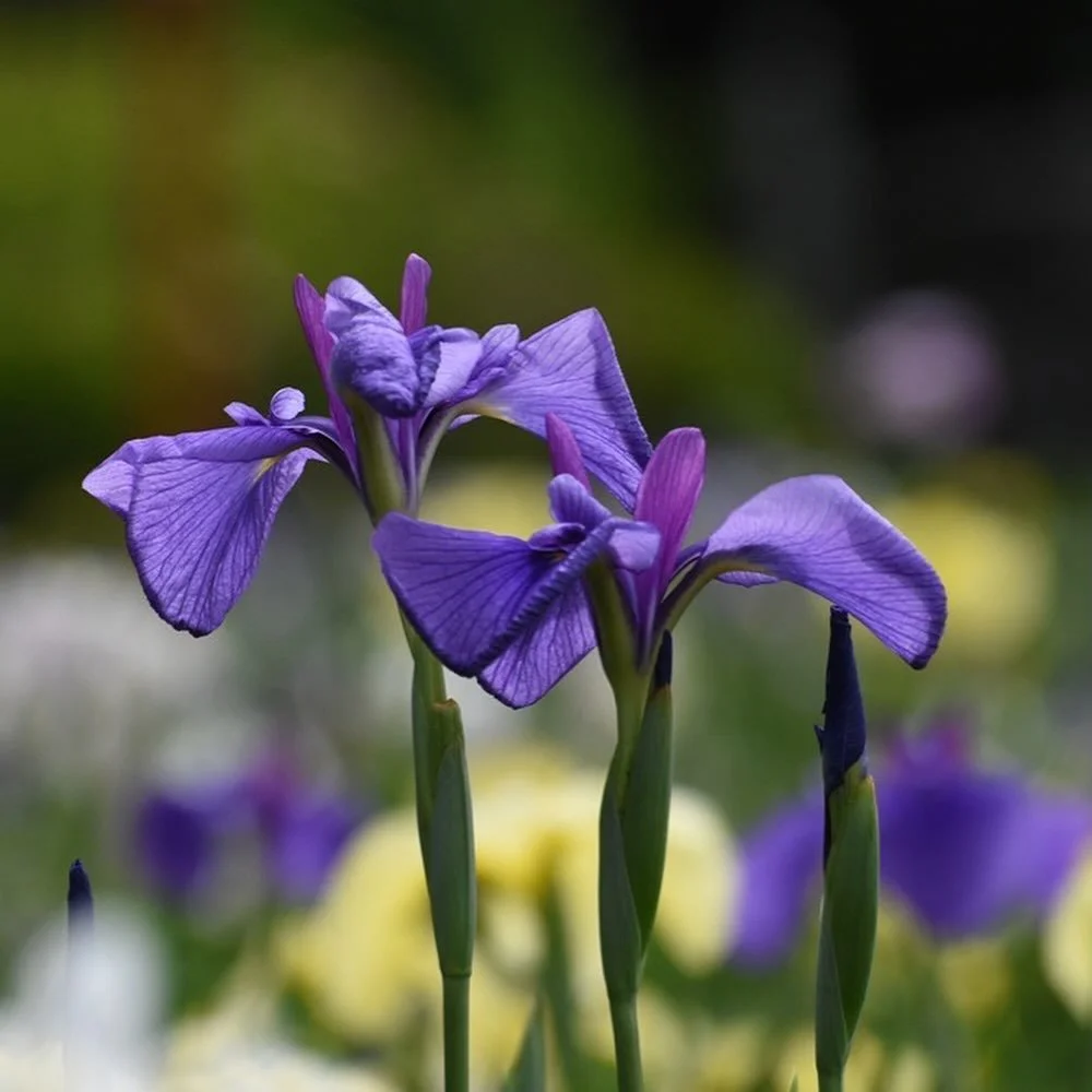 Plant irises this month 🌿💜

Now is the perfect time to plant iris bulbs, they&rsquo;ll rest quietly through winter before bursting into bloom in spring. These tall Dutch irises grow elegant flowers in shades of blue, purple, yellow and white, bring