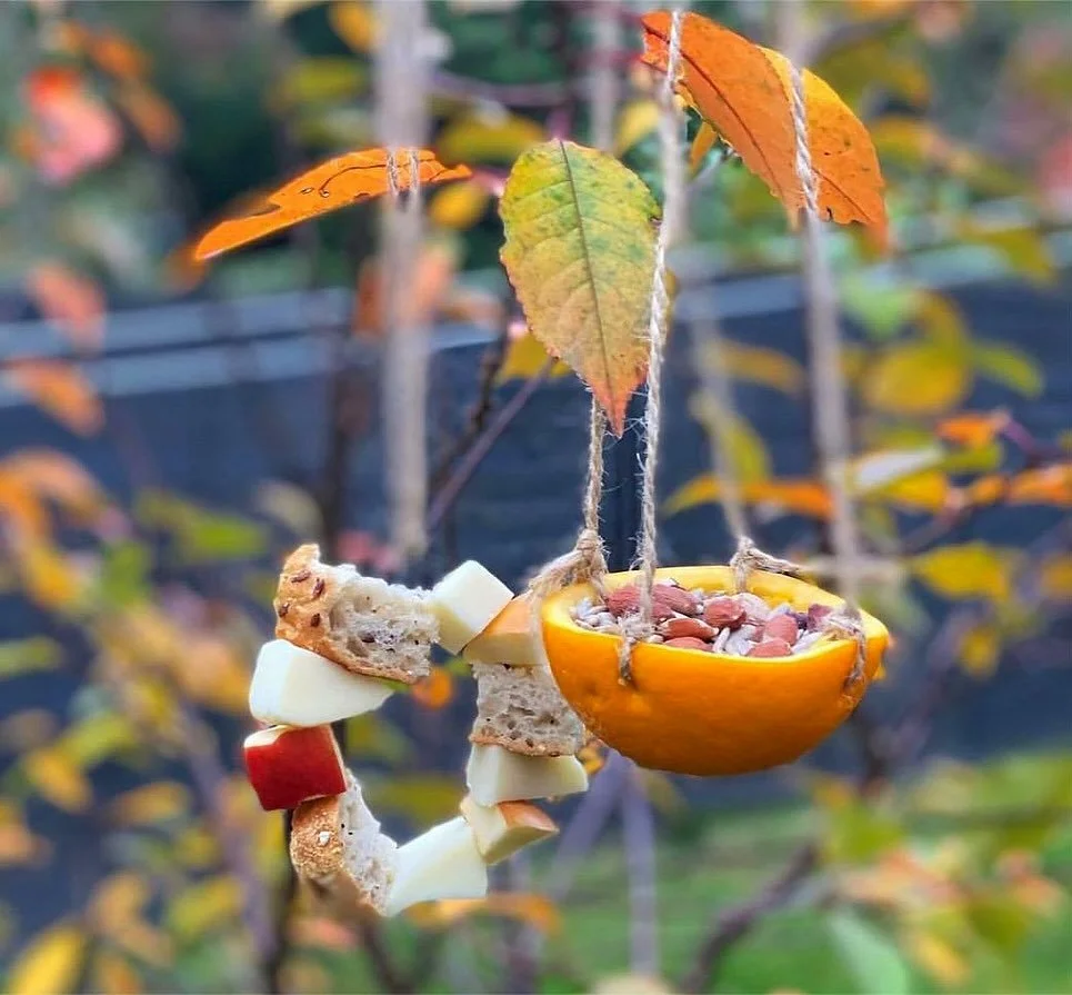 Make your own bird feeders 🐦 🐧

As food becomes more difficult for birds to find, they will really appreciate being left some. A wire feeder is a great way of hanging old kitchen scraps up for the birds, and an orange feeder makes a lovely bright c