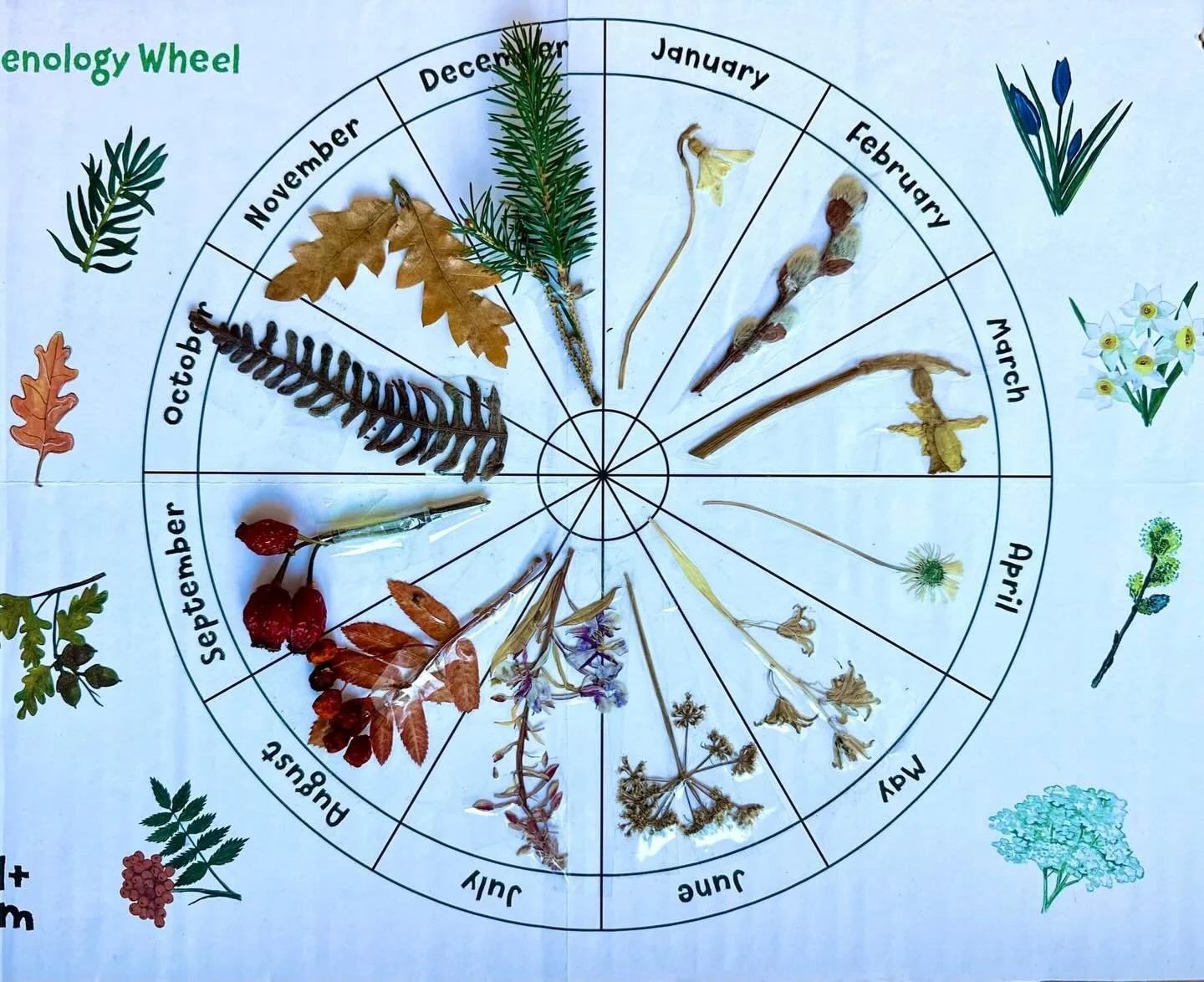 Record the changing seasons with your own phenology wheel 🌱🌼

Phenology is the practice of noticing and recording the small changes in nature as the year unfolds &mdash; the first buds, falling leaves, returning birds. You can start your phenology 