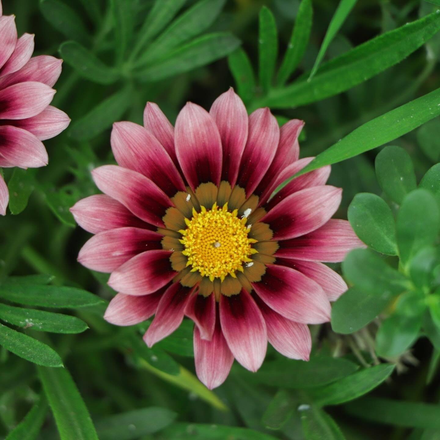 🌱 Our January Standalone Gardening Box is now available

This months box includes:
🍅 Organic Cherry Tomato Seeds 
🌼 Untreated Gazania Seeds
🐧 Garden Birds Spotter
🍃 January&rsquo;s Gardening Jobs

Our standalone gardening boxes include everythin
