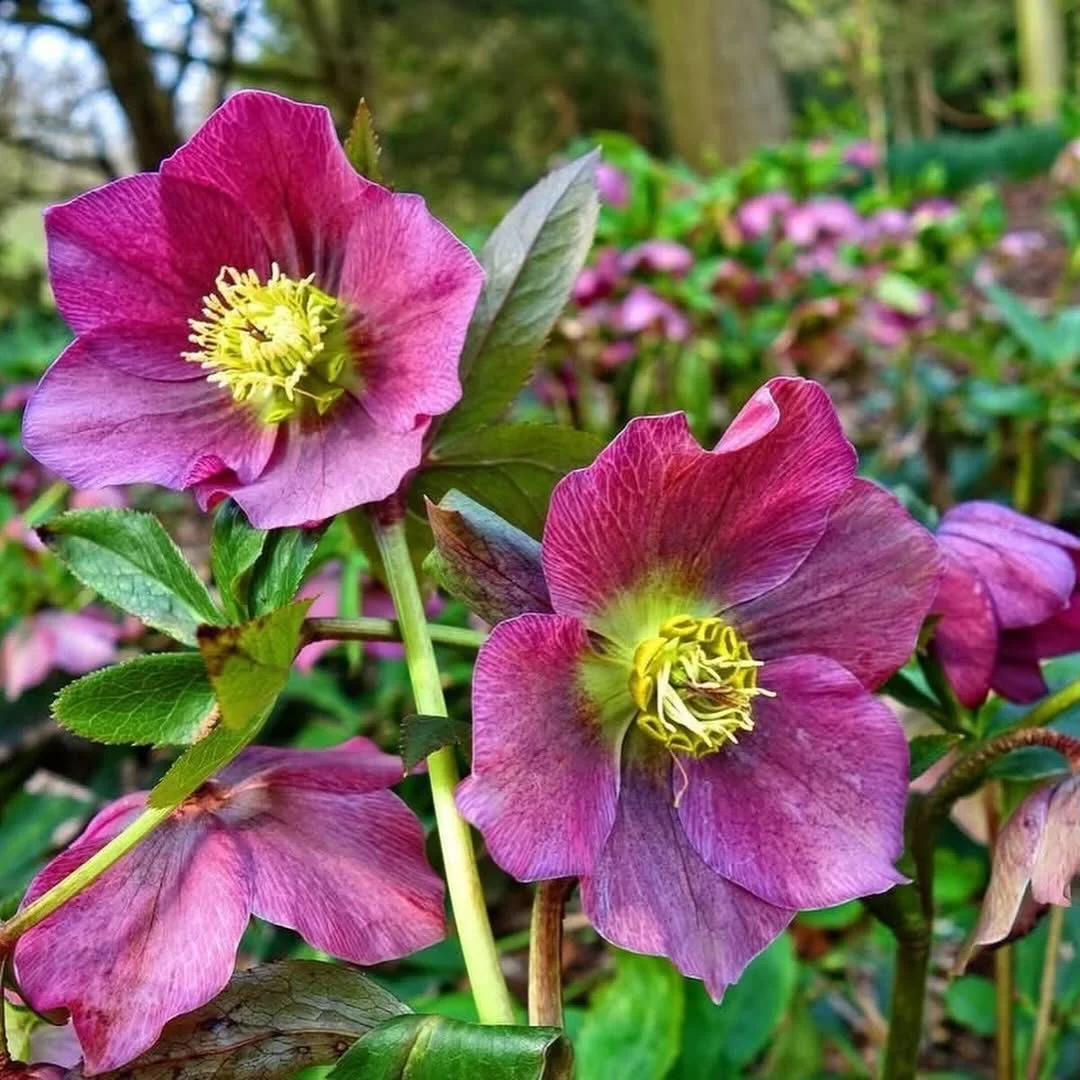 January is a lovely month for planning and preparing for the gardening year ahead 🌱

And if the weather keeps you indoors, there&rsquo;s still plenty you can do to stay connected to growing with children.

We&rsquo;ve shared a simple January jobs li