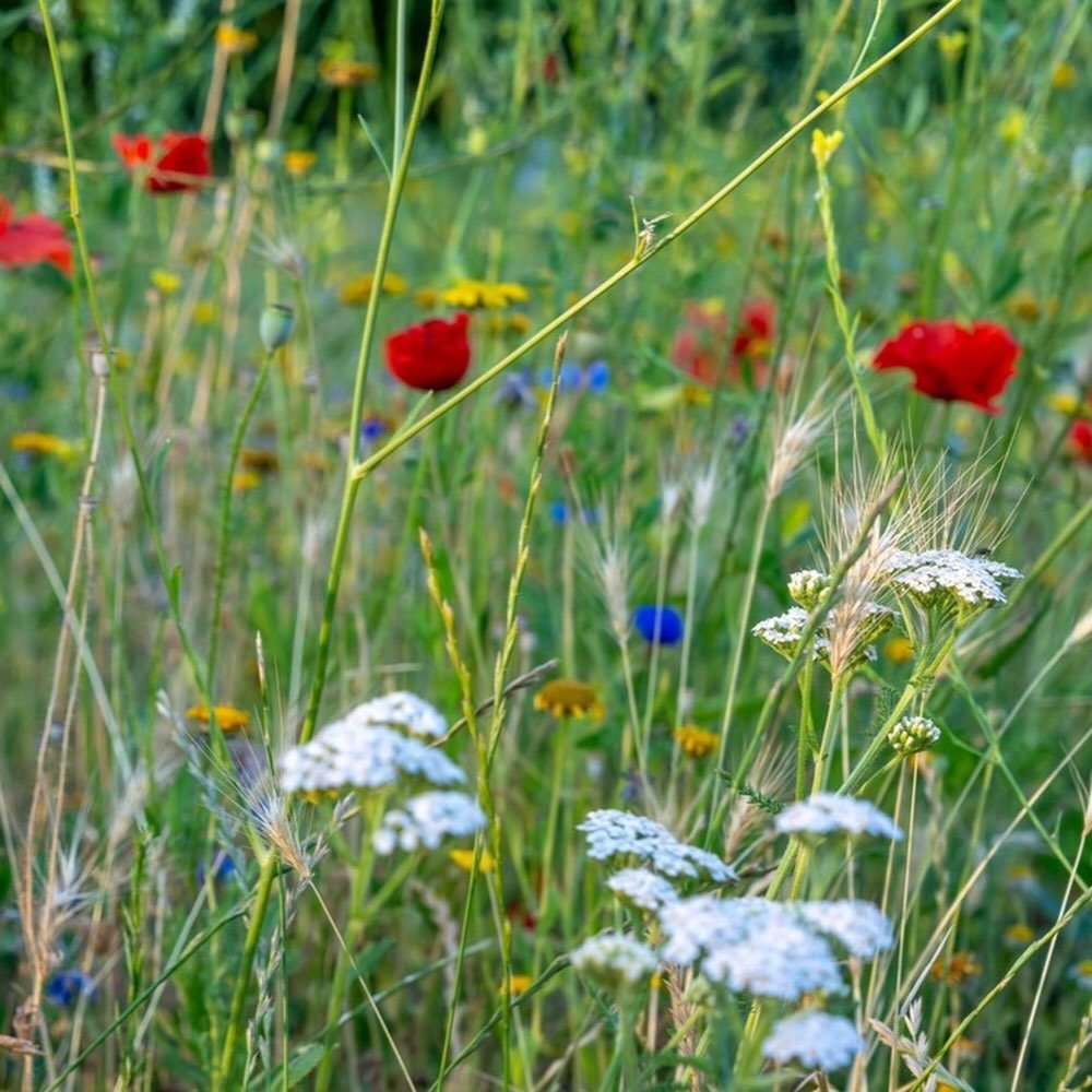 🌱 Our March Standalone Gardening Box is now available

This month&rsquo;s box includes:
🌼 Wildflower seeds cornfield mixed
📜 Make your own wildflower seed cards
🌱 Kelvedon Wonder pea seeds
🔎 Signs of Spring spotter
🍃 March&rsquo;s gardening job