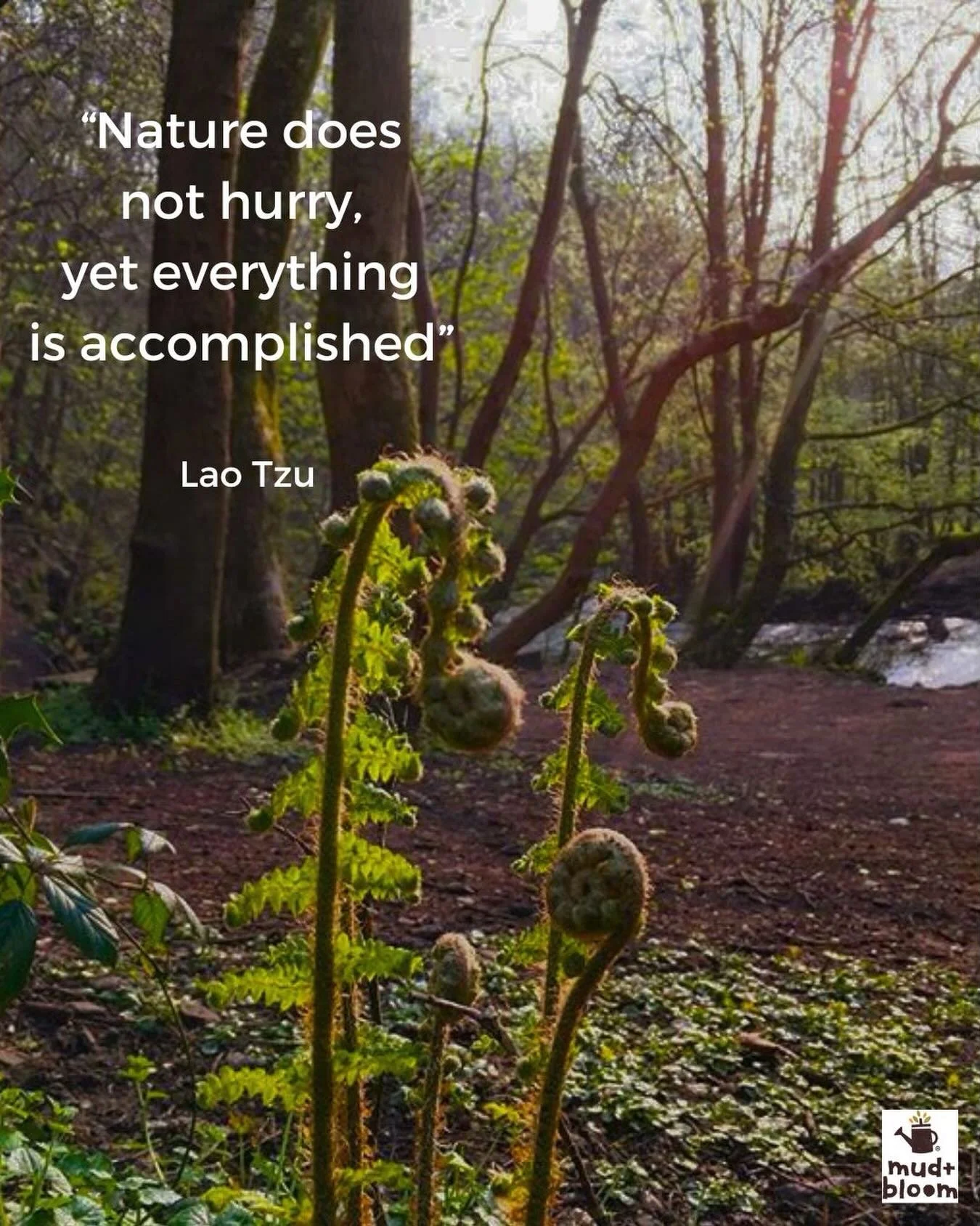 &ldquo;Nature does not hurry, yet everything is accomplished.&rdquo; 🌿
Lao Tzu

In nature, nothing rushes. Seeds take the time they need to germinate. Ferns slowly unfurl towards the light. Trees grow a little each year, ring by ring. And yet everyt