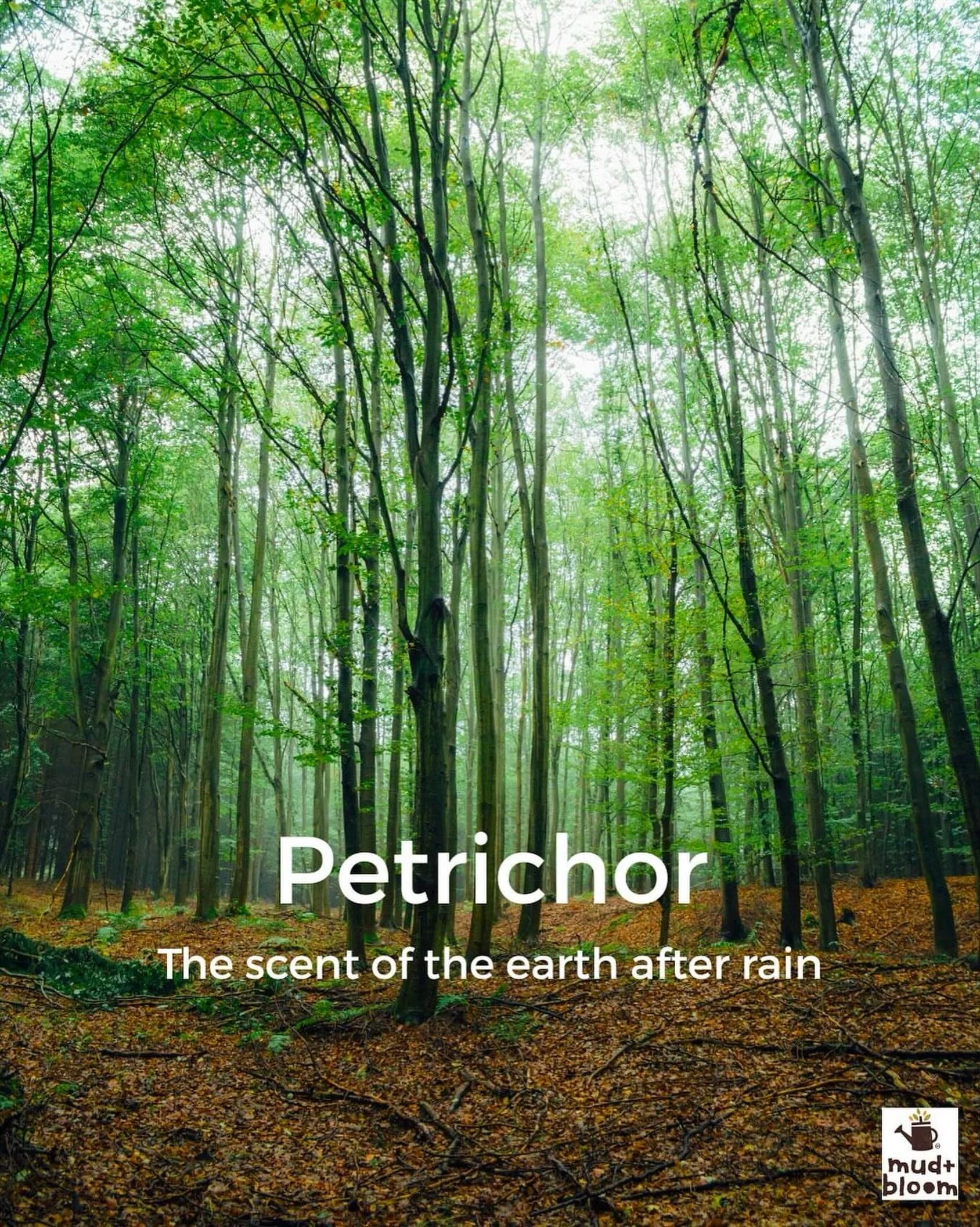Petrichor - the scent of earth after rain.
A reminder of how alive the ground beneath us is. 🌧🍃

#petrichor #naturemoment #rainydaywalks #forestmagic #mudandbloom